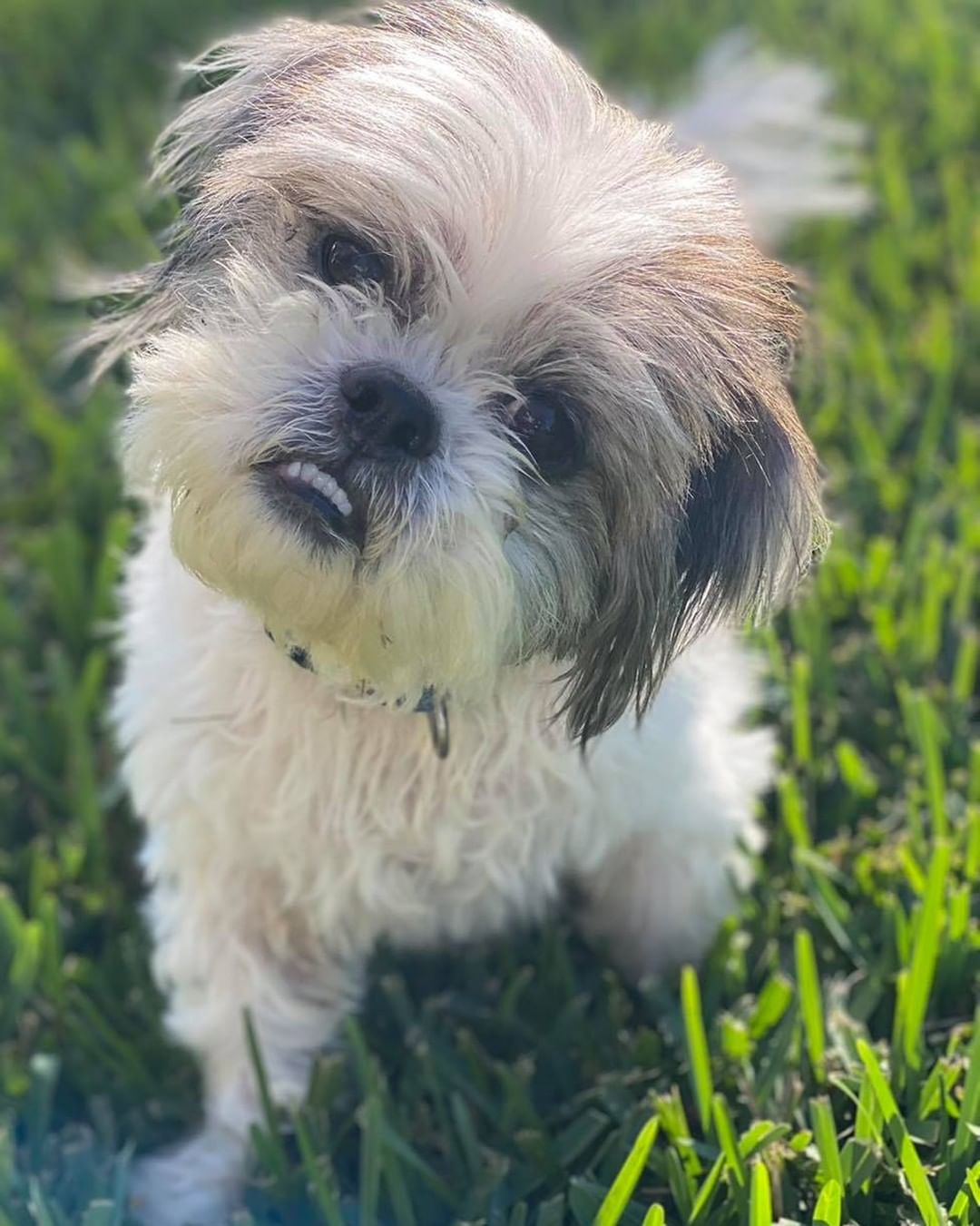 Gronk is absolutely PERFECT! A 12 year old shihtzu boy, 13 lbs. of pure love! 
Rides well in a plane ✅ 
Rides well in a car ✅ 
Tolerated a freezing cold bath from an excited 10 year old ✅ 
Went potty, <a target='_blank' href='https://www.instagram.com/explore/tags/1/'>#1</a> and <a target='_blank' href='https://www.instagram.com/explore/tags/2/'>#2</a> outside ✅
Best Lap Warmer ✅
In just three hours, I figured out this little dog was the complete package. Totally PERFECT! His owners wanted him euthanized because he smelled and could not hear. Today, I experienced both those things too and yet I still saw PERFECTION! We are willing to bet he can’t hear because of the years of neglect. His ears are crusty and riddled with overgrown hair. He was super itchy and stunk to high heaven. His nails were curling over. We can’t wait to get him to the vet and on some good food and meds. One man’s trash is another’s treasure! He is a treasure to say the least. We can’t wait to rewrite Gronk’s story. A huge shout out to Kristi Stinson Sexton for saving his beautiful life. Pilots Randy Hock and Donna Shannon for getting him from AL to TPA. Corinne Rockney and her hubby Rud for coordinating and joining the flights and Stephanie Golun for grooming and fostering him. <a target='_blank' href='https://www.instagram.com/explore/tags/onemanstrashisanothermanstreasure/'>#onemanstrashisanothermanstreasure</a> <a target='_blank' href='https://www.instagram.com/explore/tags/seniordogs/'>#seniordogs</a>  <a target='_blank' href='https://www.instagram.com/explore/tags/adoptdontshop/'>#adoptdontshop</a>🐾