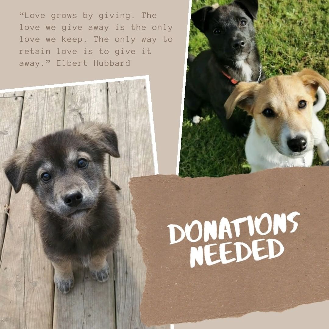 Did you know it costed over $1500 to bring over our seven puppies to Ontario? While we are so happy that we could provide them with a safe and warm home from the harsh winters of Northern Manitoba, so far we've only managed to raise $300 to cover the cost of their flights. We would greatly appreciate it if you made a tax-deductible donation to help us cover the costs (link bio) so that we can keep helping cute pups like these! Can't donate? No worries, you can still help by sharing, liking, and commenting on this post. 

<a target='_blank' href='https://www.instagram.com/explore/tags/donationsneeded/'>#donationsneeded</a> <a target='_blank' href='https://www.instagram.com/explore/tags/manitobamutt/'>#manitobamutt</a> <a target='_blank' href='https://www.instagram.com/explore/tags/puppiesinneed/'>#puppiesinneed</a> <a target='_blank' href='https://www.instagram.com/explore/tags/fosterdog/'>#fosterdog</a> <a target='_blank' href='https://www.instagram.com/explore/tags/huskymix/'>#huskymix</a> <a target='_blank' href='https://www.instagram.com/explore/tags/ancientbreed/'>#ancientbreed</a> <a target='_blank' href='https://www.instagram.com/explore/tags/preciouspawsanimalrescueinc/'>#preciouspawsanimalrescueinc</a> <a target='_blank' href='https://www.instagram.com/explore/tags/rescuse/'>#rescuse</a>