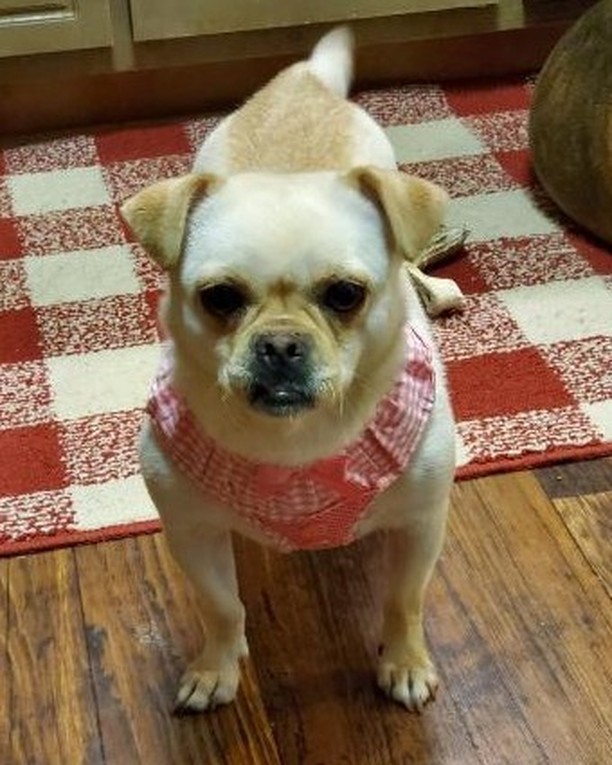 !!! DAISY GIRL !!!
She is all ready for adoption! Daisy Girl is a beautiful chi-pug (chug) weighing only 11lbs and 2 yrs old! She is dog friendly! Potty trained, crate trained, and walks well on a leash. This little girl will make the best companion! If you are interested, please fill out an application at dirtroaddoggiesrescue.org $300 adoption fee includes vetting, microchip, and spay. Three hours from Gainesville, Ga.