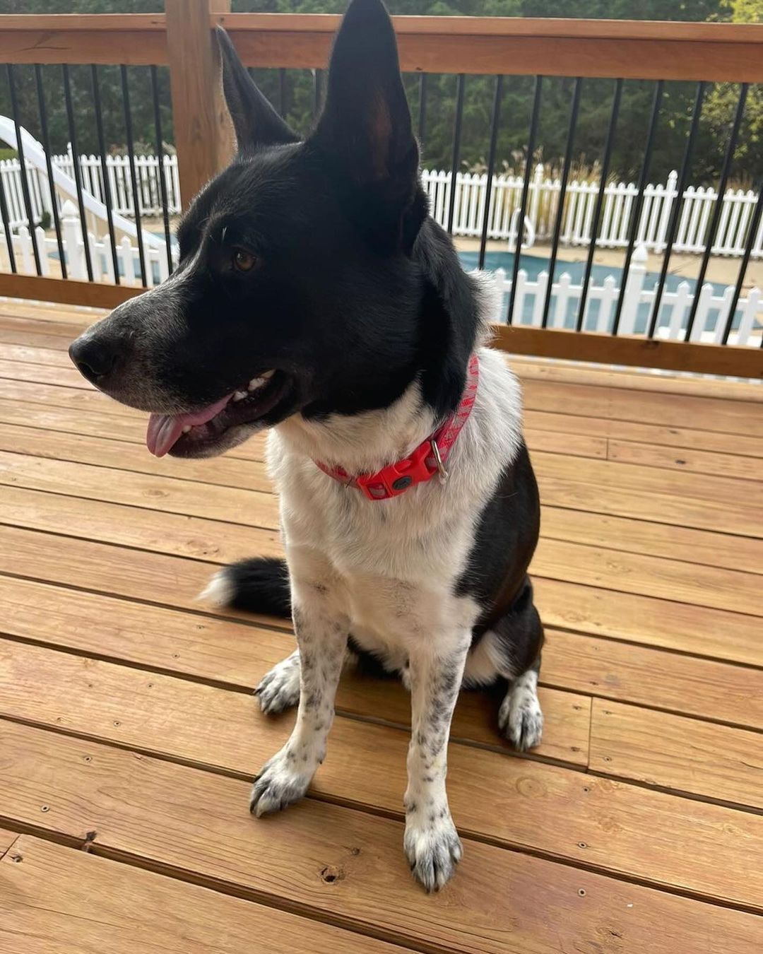 B E S T  B O Y 💙

It’s true, this 11 mo old husky mix really is *the best boy* and is ready to give you all his love! 💙

Groot loves to run and play outside and play ball (check out the video of him nailing fetch! So athletic!). He gets along wonderfully with other dogs and all people, including kids. His foster mama said he’s even fully potty trained and walks like a dream on a leash. When playtime is over he loves to cuddle and take naps with you on the couch … what more could you want?! 💙

If this *best boy* sounds like a good fit for your active home, fill out an app to meet him!! 💙

<a target='_blank' href='https://www.instagram.com/explore/tags/adoptme/'>#adoptme</a> <a target='_blank' href='https://www.instagram.com/explore/tags/huskymix/'>#huskymix</a> <a target='_blank' href='https://www.instagram.com/explore/tags/rescuedog/'>#rescuedog</a> <a target='_blank' href='https://www.instagram.com/explore/tags/heterochromia/'>#heterochromia</a> <a target='_blank' href='https://www.instagram.com/explore/tags/dogsofstl/'>#dogsofstl</a> <a target='_blank' href='https://www.instagram.com/explore/tags/bestboy/'>#bestboy</a> <a target='_blank' href='https://www.instagram.com/explore/tags/dogsofstlouis/'>#dogsofstlouis</a> <a target='_blank' href='https://www.instagram.com/explore/tags/gooddog/'>#gooddog</a> <a target='_blank' href='https://www.instagram.com/explore/tags/familydog/'>#familydog</a> <a target='_blank' href='https://www.instagram.com/explore/tags/active/'>#active</a> <a target='_blank' href='https://www.instagram.com/explore/tags/fosteringsaveslives/'>#fosteringsaveslives</a> <a target='_blank' href='https://www.instagram.com/explore/tags/shelterdog/'>#shelterdog</a> <a target='_blank' href='https://www.instagram.com/explore/tags/adoptdontshop/'>#adoptdontshop</a> <a target='_blank' href='https://www.instagram.com/explore/tags/pickme/'>#pickme</a> <a target='_blank' href='https://www.instagram.com/explore/tags/husky/'>#husky</a> <a target='_blank' href='https://www.instagram.com/explore/tags/handsome/'>#handsome</a>