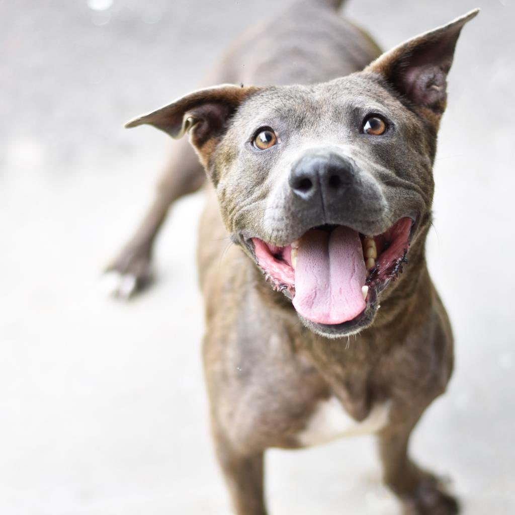 Sharing Charlotte again… because LOOK AT THIS FACE! 🤩This is Charlotte’s fifth feature on social media, and friends… we gotta tell you, you’re missing out. (and no one likes <a target='_blank' href='https://www.instagram.com/explore/tags/fomo/'>#fomo</a>!)

If you prefer your dogs to be on the outgoing, playful, exuberant side, Charlotte is your girl. She is so. much. fun. 🦛✨ She is a happy happy hippo but lately, after two months in the shelter, we’re starting to see Charlotte lose a little bit of her spark. 🥺

We try to get dogs out of the shelter and into homes as fast as possible, but for some dogs, it takes a little bit longer… and we often notice that right around 60 days spent in a shelter, some dogs begin to decline. And sadly, we’re noticing this with our girl.

Charlotte is eligible for Field Trips for Shelter Dogs (a great way to give her a break, even if you only have a few hours to share!), foster, Foster to Adopt, interisland adoption, and adoption. So many possibilities for this gorgeous girl!

Here is all the info you need to help Charlotte (and any of our other shelter animals!) ⤵️

📝To LEARN more about her, click on <a target='_blank' href='https://www.instagram.com/explore/tags/AdoptCharlotteHIHS/'>#AdoptCharlotteHIHS</a> or visit hihs.org > Adoption > Available Dogs and click on her beautiful face!

💕To ADOPT (including interisland adoption and Foster to Adopt): visit hihs.org and submit an application

🌴To take Charlotte on a FIELD TRIP: go to hihs.org > Programs > Field Trips for Shelter Dogs to schedule your date!

💓To FOSTER, email foster@hihs.org

<a target='_blank' href='https://www.instagram.com/explore/tags/shelterdog/'>#shelterdog</a> <a target='_blank' href='https://www.instagram.com/explore/tags/shelterdogsofinstagram/'>#shelterdogsofinstagram</a> <a target='_blank' href='https://www.instagram.com/explore/tags/pibble/'>#pibble</a> <a target='_blank' href='https://www.instagram.com/explore/tags/pibblesofinstagram/'>#pibblesofinstagram</a> <a target='_blank' href='https://www.instagram.com/explore/tags/pittienation/'>#pittienation</a> <a target='_blank' href='https://www.instagram.com/explore/tags/househippo/'>#househippo</a>