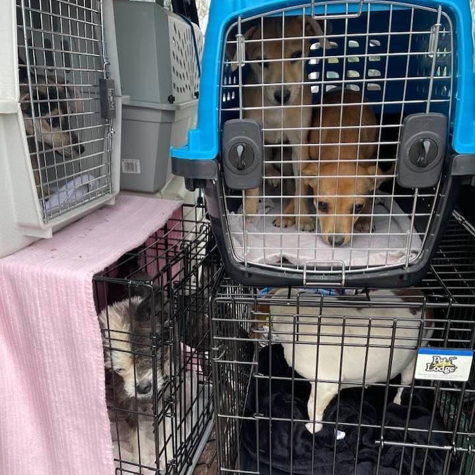 Today’s transport included 8 dogs, 8 puppies, 2 cats, and 2 kittens. All of the dogs had quite the climate shock, but the snow was very exciting to most! ❄️🐶❄️ Thanks to everyone who made this possible: advocates and fosters in Kentucky, our amazing drivers Laurel and Barb, and our fosters here! Can’t wait to see how all these angels blossom!

<a target='_blank' href='https://www.instagram.com/explore/tags/Adoptdontshop/'>#Adoptdontshop</a> <a target='_blank' href='https://www.instagram.com/explore/tags/redemptionroadrescue/'>#redemptionroadrescue</a> <a target='_blank' href='https://www.instagram.com/explore/tags/redemptionroadmn/'>#redemptionroadmn</a> <a target='_blank' href='https://www.instagram.com/explore/tags/kittens/'>#kittens</a> <a target='_blank' href='https://www.instagram.com/explore/tags/kittensofinstagram/'>#kittensofinstagram</a> <a target='_blank' href='https://www.instagram.com/explore/tags/minneapoliskitty/'>#minneapoliskitty</a> <a target='_blank' href='https://www.instagram.com/explore/tags/rescuedismyfavoritebreed/'>#rescuedismyfavoritebreed</a> <a target='_blank' href='https://www.instagram.com/explore/tags/minnesotakittens/'>#minnesotakittens</a> <a target='_blank' href='https://www.instagram.com/explore/tags/rescuekitten/'>#rescuekitten</a> <a target='_blank' href='https://www.instagram.com/explore/tags/adoptedkitten/'>#adoptedkitten</a> <a target='_blank' href='https://www.instagram.com/explore/tags/Adoptdontshop/'>#Adoptdontshop</a> <a target='_blank' href='https://www.instagram.com/explore/tags/redemptionroadrescue/'>#redemptionroadrescue</a> <a target='_blank' href='https://www.instagram.com/explore/tags/redemptionroadmn/'>#redemptionroadmn</a> <a target='_blank' href='https://www.instagram.com/explore/tags/puppies/'>#puppies</a> <a target='_blank' href='https://www.instagram.com/explore/tags/dogsofinstagram/'>#dogsofinstagram</a> <a target='_blank' href='https://www.instagram.com/explore/tags/minneapolisdog/'>#minneapolisdog</a> <a target='_blank' href='https://www.instagram.com/explore/tags/rescuedismyfavoritebreed/'>#rescuedismyfavoritebreed</a> <a target='_blank' href='https://www.instagram.com/explore/tags/minnesotadogs/'>#minnesotadogs</a> <a target='_blank' href='https://www.instagram.com/explore/tags/rescuepup/'>#rescuepup</a> <a target='_blank' href='https://www.instagram.com/explore/tags/adopteddog/'>#adopteddog</a>