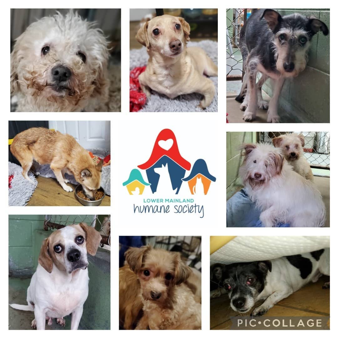We've been so busy and working hard everyday taking care of 33 hoarding dogs that arrived last week.  I'm grateful for the emergency fosters that stepped up to help right away.  And all the other wonderful folk who are opening their hearts and homes to foster some really scared babies.  They deserve to live their lives without any more suffering. 

This rescue mission is going to cost LMHS quite a fortune.  33 dogs who all need to be vetted, vaccinated, dewormed, flea treated.  Many are older and require dental procedures, blood work, urinalysis etc.  There are some skin condition dogs and ear infections. 

Please help us get all these babies everything they need to live a happy life from here on out. 

Your donations are tax deductible and can be made through the link in our bio. 

Thank you so much 

<a target='_blank' href='https://www.instagram.com/explore/tags/rescuemission/'>#rescuemission</a> <a target='_blank' href='https://www.instagram.com/explore/tags/hoardinghurts/'>#hoardinghurts</a> <a target='_blank' href='https://www.instagram.com/explore/tags/rescuedogs/'>#rescuedogs</a> <a target='_blank' href='https://www.instagram.com/explore/tags/rescue/'>#rescue</a> <a target='_blank' href='https://www.instagram.com/explore/tags/rescuedogsofinstagram/'>#rescuedogsofinstagram</a> <a target='_blank' href='https://www.instagram.com/explore/tags/dogs/'>#dogs</a> <a target='_blank' href='https://www.instagram.com/explore/tags/dogsofinstagram/'>#dogsofinstagram</a> <a target='_blank' href='https://www.instagram.com/explore/tags/fosteringsaveslives/'>#fosteringsaveslives</a> <a target='_blank' href='https://www.instagram.com/explore/tags/foster/'>#foster</a> <a target='_blank' href='https://www.instagram.com/explore/tags/dhanamettarescuesociety/'>#dhanamettarescuesociety</a> <a target='_blank' href='https://www.instagram.com/explore/tags/lowermainlandhumanesociety/'>#lowermainlandhumanesociety</a> <a target='_blank' href='https://www.instagram.com/explore/tags/donate/'>#donate</a> <a target='_blank' href='https://www.instagram.com/explore/tags/support/'>#support</a> <a target='_blank' href='https://www.instagram.com/explore/tags/bekind/'>#bekind</a>