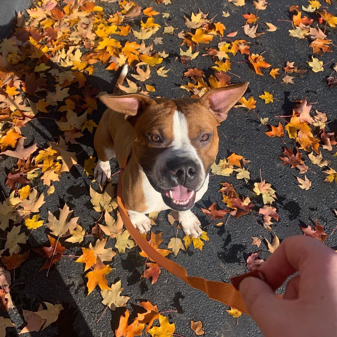 Elvis is lovin’ this fall weather; the endless selection of pumpkin treats, pretty leaves that are an amazing background for his Instagram pics, ZERO stress this season, RIGHT!?….He just realized we’re less than 2 weeks from Thanksgiving and he definitely doesn’t know how to cook (we’ll teach him how to Google). 🤔

This 1 year old, cute-as-pumpkin-pie, pit bull/boxer boy has a cleft palate and if you ask us, it only makes him more handsome! He’s got tons of energy, is smart as can be, and definitely needs a family ready to keep up with him. After a good walk, he’s all ready some snuggles! 

Call us at 859.873.5491 if you have questions on Mr. Elvis. ❤️

<a target='_blank' href='https://www.instagram.com/explore/tags/itsfallyall/'>#itsfallyall</a> <a target='_blank' href='https://www.instagram.com/explore/tags/fall/'>#fall</a> <a target='_blank' href='https://www.instagram.com/explore/tags/pitsofinstagram/'>#pitsofinstagram</a> <a target='_blank' href='https://www.instagram.com/explore/tags/dogsofinstagram/'>#dogsofinstagram</a> <a target='_blank' href='https://www.instagram.com/explore/tags/rescuedismyfavoritebreed/'>#rescuedismyfavoritebreed</a> <a target='_blank' href='https://www.instagram.com/explore/tags/adopt/'>#adopt</a> <a target='_blank' href='https://www.instagram.com/explore/tags/adoptdontshop/'>#adoptdontshop</a> <a target='_blank' href='https://www.instagram.com/explore/tags/sharethelex/'>#sharethelex</a> <a target='_blank' href='https://www.instagram.com/explore/tags/sharethelexpets/'>#sharethelexpets</a> <a target='_blank' href='https://www.instagram.com/explore/tags/adoptlove/'>#adoptlove</a> <a target='_blank' href='https://www.instagram.com/explore/tags/aientnothinglikeahounddog/'>#aientnothinglikeahounddog</a> <a target='_blank' href='https://www.instagram.com/explore/tags/hesnotahoundbuthisnameiselvis/'>#hesnotahoundbuthisnameiselvis</a>