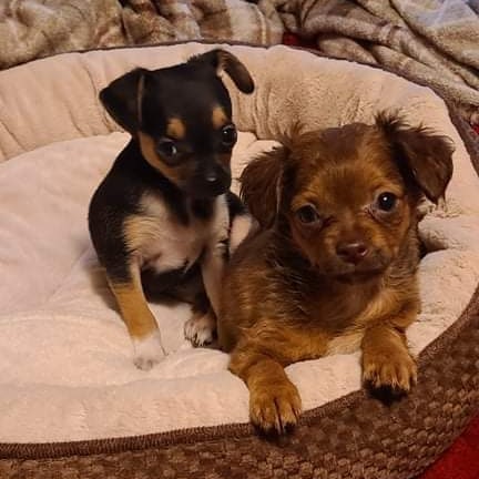 Looking for Foster for these two 8 week old puppies! Man was giving them away at a Walmart.  Someone saved them and asked if we can bring them into rescue.