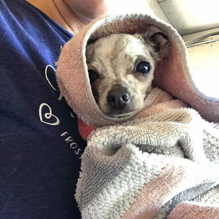 On November 4th, we fulfilled our promise to Frosted Face Carrie.

Carrie was a stray to Long Beach Shelter and they reached out to us for safe exit. Sabrina Chapman had the honor of doing her freedom ride to FFF. 

Carrie was itty bitty teeny weeny and oh so sweet. She buried herself in blankets and observed her new surroundings.  Volunteer, Alanna recalled from our Halloween party, 