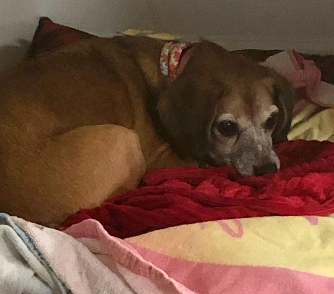 Crazy combo of on our website needing adoptions. Donut , daddy, Baby hamster can be named by the new people. They got 2 from the shelter, told same sex but they had babies so they’re keeping the girls and father and son need to find a new home. Mollie, Sweet Beagle is very very shy at first but an amazing oh I have a wonderful post to put on an update later. www.lovemuttsrescue.org