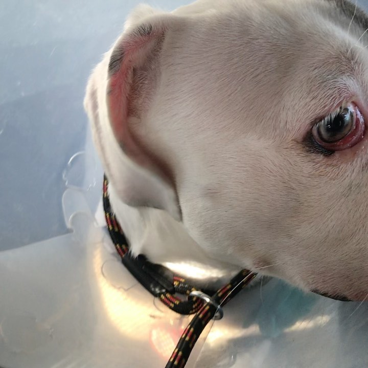 Hello FIONA💥 look how much better her eyes look already!!! What a difference two days makes with new eye medication. Turns out Fiona doesn’t need to have an additional cherry eye surgery, she just needed different eye medication and antibiotics. 

Her amazing foster mom @freediculous picked her up from the vet today and she’s settling in nicely.

Thank you guys so much for donating towards her care. She received everything she needed because of YOU. She is so clean and sparkling white now. We’re also giving all of our dogs the influenza vaccination.

This delightful, delicious, sweet and kind soul is only 6 months old and has been tossed around like her life means nothing. That all changes from here on out.

Fiona is an American Bulldog, weighs 40 pounds but will get to probably 65 to 75 pounds. Spayed, vaccinated, micro chipped and is going to make a family very happy. She would do best in an active home where she gets structure, training and exercise daily.

Please share Fiona :-) applications are in the link in the bio. 

<a target='_blank' href='https://www.instagram.com/explore/tags/frankielolaandfriends/'>#frankielolaandfriends</a>