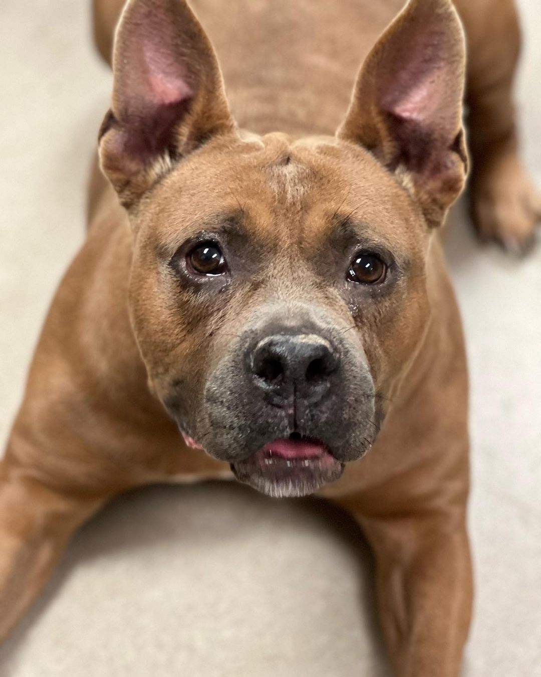 Gypsy our little low rider is looking for a forever home! Brought in at no fault of her own 🥰 APPLY TODAY!