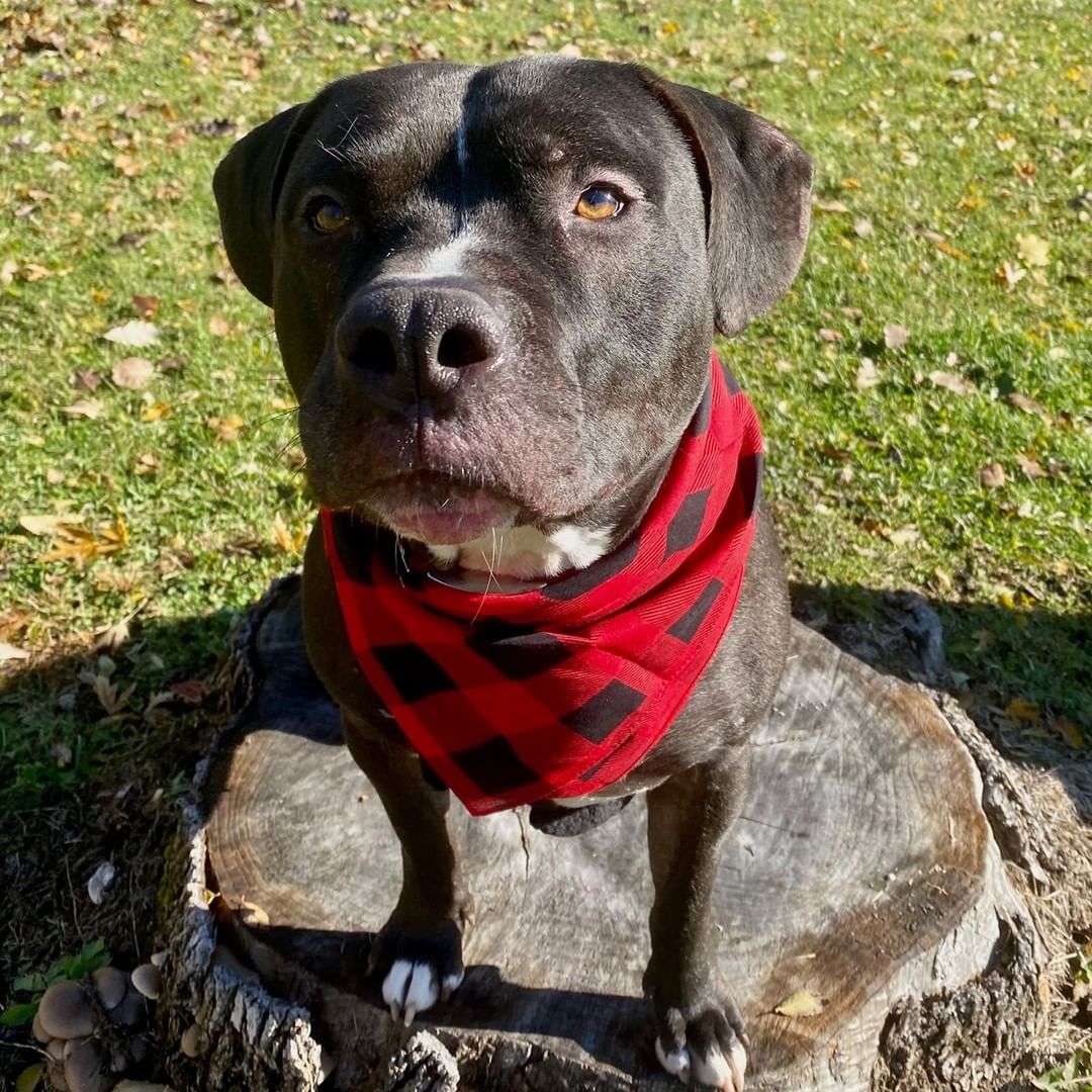 Hercules is a happy guy with a heart of gold! This 6-year-old fella loves exploring outside, flopping down for belly rubs, and any toy that squeaks. If you give him a scratch in the right spot on his back, you’ll get his leg kicking. He is a very adventurous boy and would love nothing more than to play outside all day with you! He’ll bat tennis balls around and bring a smile to your face! Hercules is working hard on understanding how strong he is. It’s hard when there’s so many exciting things to see and smell! He would love for someone to continue working with him on leash training and manners. Like all of us, he is a work in progress – but for every challenge, he has 1,000 moments of sweetness! He’s a very smart boy and listens very well! Hercules loves being around people, and is a sucker for fall. He loves the leaves, and would be overjoyed to head to your favorite coffee shop and get a pup latte. If you’re looking for a handsome hunk to cuddle up with this holiday season, schedule an appointment to come meet Hercules today!