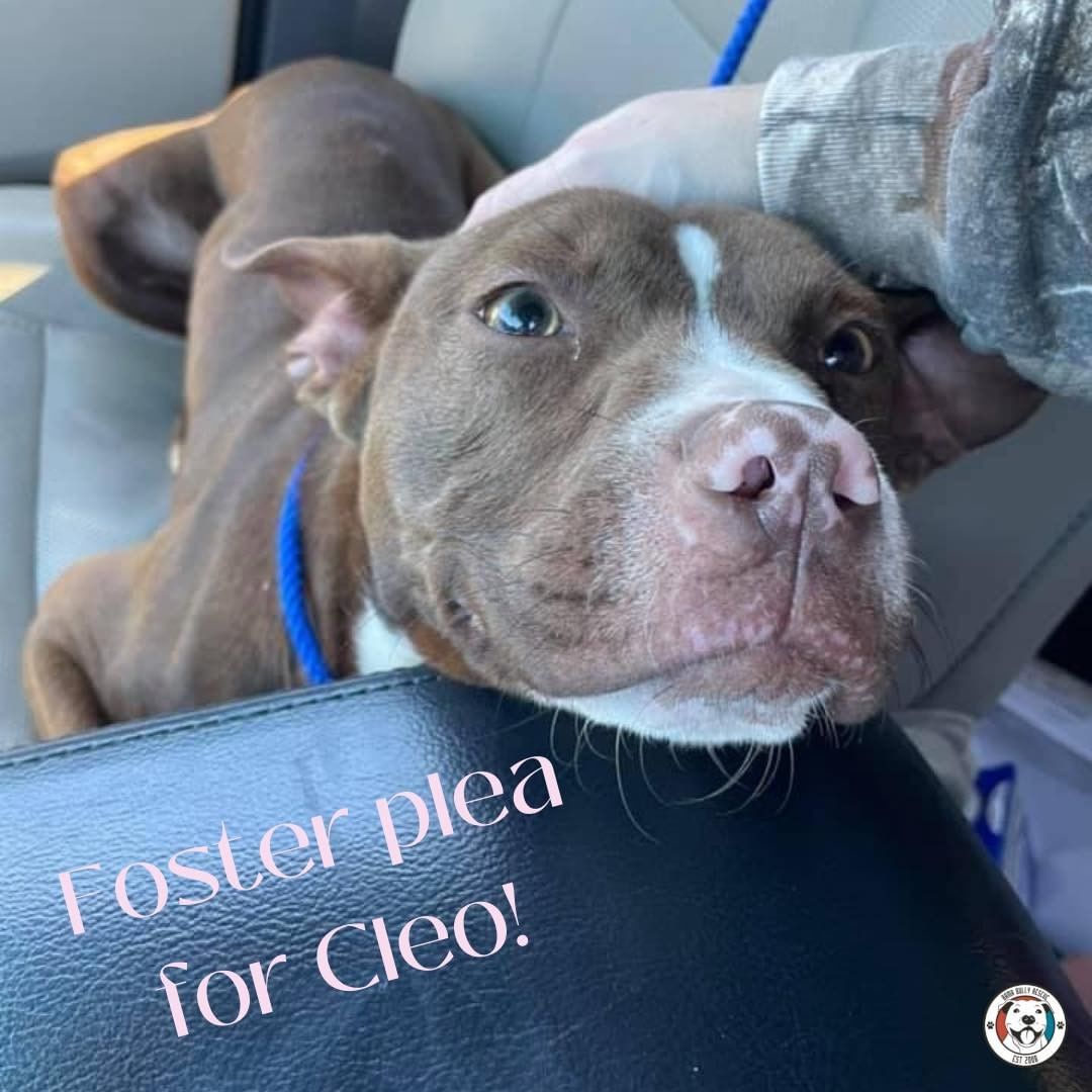 🚨 FOSTER PLEA!! 🚨This sweet girl needs a foster. She’s about 3 years old, but has a puppy-like personality. She’s only 30lbs and full grown. She’s very, very loving!! Needs a little obedience training, but don’t we all!? Send us a DM for more info!