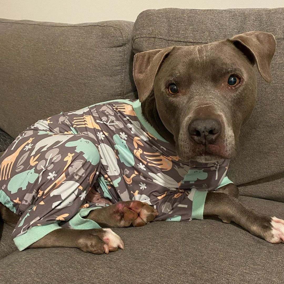 This is Eddie. He wants to know if you wanna come over for a slumber party. It’s gonna be a pawsome time. He can’t wait to gossip about @adele’s interview with @oprah. <a target='_blank' href='https://www.instagram.com/explore/tags/adoptdontshop/'>#adoptdontshop</a> <a target='_blank' href='https://www.instagram.com/explore/tags/rescuedog/'>#rescuedog</a>