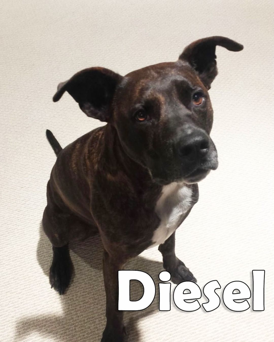 This is Diesel, he is four years old and loves to have his head scratched and will back into your legs when you’re sitting down so he can be near you. He thoroughly enjoys going for walks especially when he can be off leash in the farmers fields. When really cold out he is quite willing to walk on the treadmill. He likes playing catch but will only give the ball back to you if you have another one to throw, sometimes he steals both balls. He’s pretty good at hide and seek and knows his commands for sit, stay, lay, roll over, paw. He is kennel trained and that is where he spends his nights. Diesel is a gentle soul that has never chewed anything other than his chew toys, he does not dig in the yard, will only eat his food once you say OK, and knows he is not allowed in the kitchen.

Diesel had some issues gaining weight therefore needs to have a 2 inch piece of frozen pancreas in his kibble every morning; he has had no digestive problems. (Pancreas is available from Portage Abattoir)

He currently lives in a home with no young children or other pets but seems to do well with the ones he meets on walks