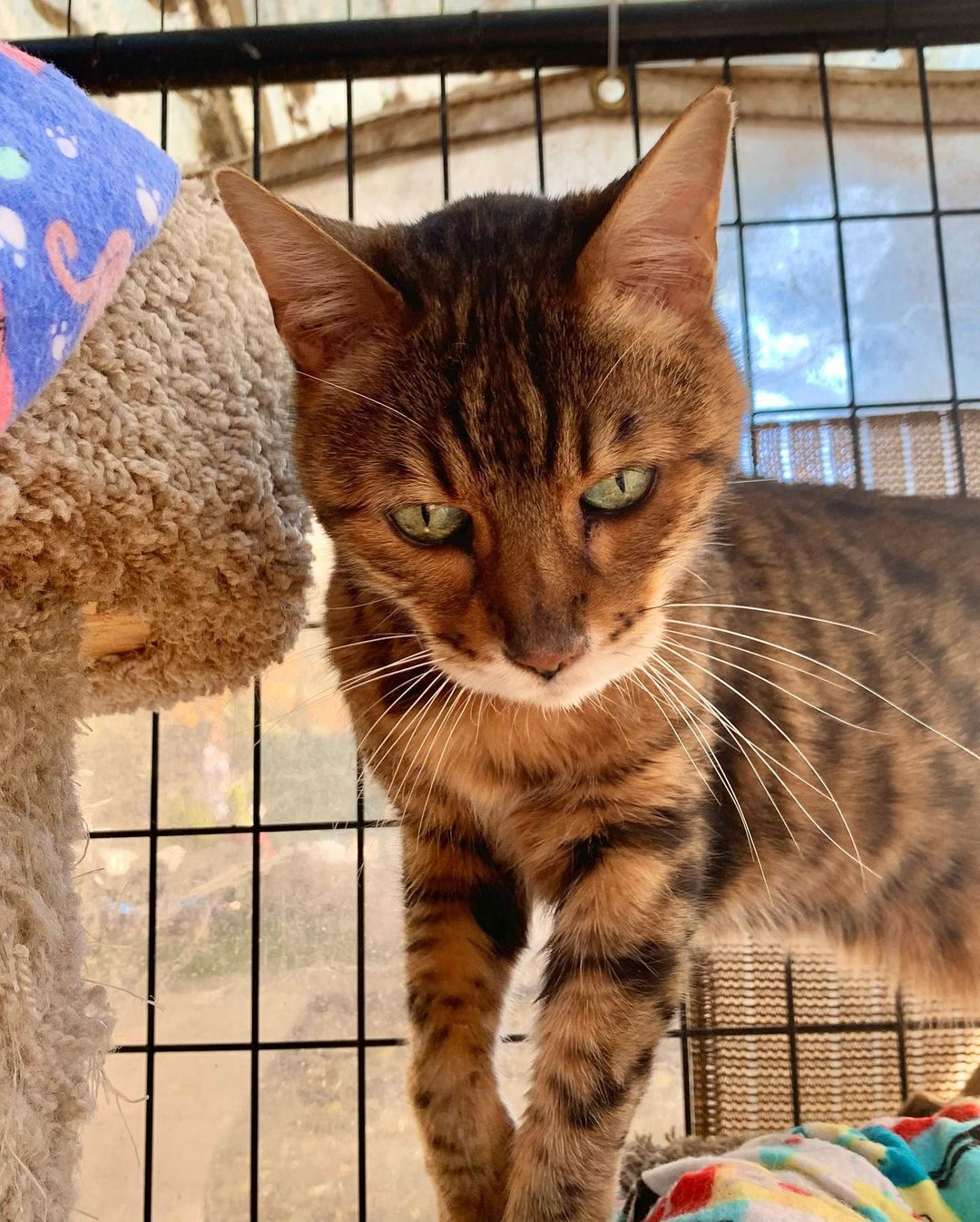 Random cuteness… meet the newest addition to the FKC family. Tiger the bangle! He can really use some extra love and attention. If you’d like to spend some time with Tiger on a weekly basis please fill out a volunteer application on our website! 
.
.
.
.
<a target='_blank' href='https://www.instagram.com/explore/tags/fatkittycity/'>#fatkittycity</a> <a target='_blank' href='https://www.instagram.com/explore/tags/sanctuarylife/'>#sanctuarylife</a> <a target='_blank' href='https://www.instagram.com/explore/tags/gato/'>#gato</a> <a target='_blank' href='https://www.instagram.com/explore/tags/kitty/'>#kitty</a> <a target='_blank' href='https://www.instagram.com/explore/tags/fatkittycitysanctuary/'>#fatkittycitysanctuary</a> <a target='_blank' href='https://www.instagram.com/explore/tags/rescuecatsofinstagram/'>#rescuecatsofinstagram</a> <a target='_blank' href='https://www.instagram.com/explore/tags/catlovers/'>#catlovers</a> <a target='_blank' href='https://www.instagram.com/explore/tags/rescuecatsrule/'>#rescuecatsrule</a> <a target='_blank' href='https://www.instagram.com/explore/tags/catsfollowers/'>#catsfollowers</a> <a target='_blank' href='https://www.instagram.com/explore/tags/instacatgram/'>#instacatgram</a> <a target='_blank' href='https://www.instagram.com/explore/tags/rescuecat/'>#rescuecat</a> <a target='_blank' href='https://www.instagram.com/explore/tags/adoptcats/'>#adoptcats</a> <a target='_blank' href='https://www.instagram.com/explore/tags/kedi/'>#kedi</a> <a target='_blank' href='https://www.instagram.com/explore/tags/kotek/'>#kotek</a> <a target='_blank' href='https://www.instagram.com/explore/tags/petlover/'>#petlover</a> <a target='_blank' href='https://www.instagram.com/explore/tags/beautifulcat/'>#beautifulcat</a> <a target='_blank' href='https://www.instagram.com/explore/tags/meowmeow/'>#meowmeow</a> <a target='_blank' href='https://www.instagram.com/explore/tags/foreverhome/'>#foreverhome</a> <a target='_blank' href='https://www.instagram.com/explore/tags/rescuekitties/'>#rescuekitties</a> <a target='_blank' href='https://www.instagram.com/explore/tags/eldoradohillscats/'>#eldoradohillscats</a> <a target='_blank' href='https://www.instagram.com/explore/tags/bengalcat/'>#bengalcat</a> <a target='_blank' href='https://www.instagram.com/explore/tags/bengals/'>#bengals</a> <a target='_blank' href='https://www.instagram.com/explore/tags/catsanctuary/'>#catsanctuary</a>