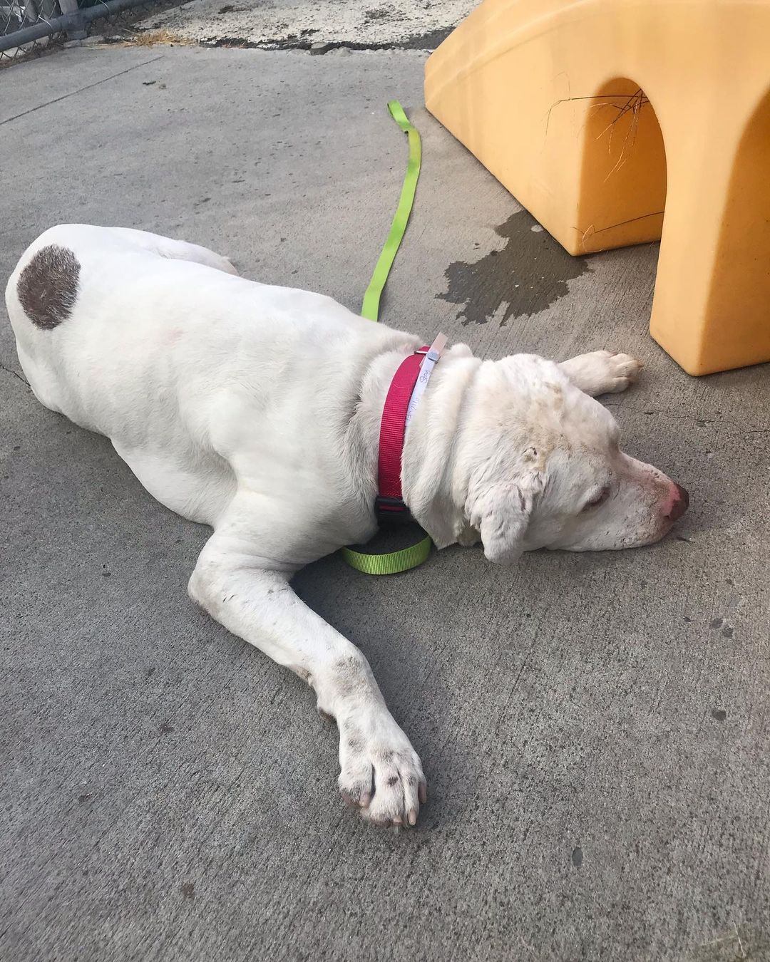 We would officially like to introduce you to Patrick. This sweet deaf senior was found wandering around the Bronx and was taken in by our friends at BACC. When they reached out to us about helping him we noticed that he was found the same day we had to set our sweet Fossil free. 

We immediately reached out to our superstar fospice mom Lisa and she asked if we could go meet him. We did just that and before Patrick was placed back in his kennel he had stolen Lisa’s heart. 

Before Patrick can begin his brand new life with Lisa he has quite a few medical issues to address. He has multiple tumors including testicular tumors that need to be removed, bad teeth, ear infections, and some potential kidney issues. 

BACC @nycacc was hoping to find him a hospice situation and we are grateful we could help. We definitely believe Fossil sent us to help him and we won’t let him down. Please consider helping Patrick today by making a lifesaving donation 🙏 <a target='_blank' href='https://www.instagram.com/explore/tags/FossilSentUs/'>#FossilSentUs</a> <a target='_blank' href='https://www.instagram.com/explore/tags/savingseniordogs/'>#savingseniordogs</a> <a target='_blank' href='https://www.instagram.com/explore/tags/pitbull/'>#pitbull</a> <a target='_blank' href='https://www.instagram.com/explore/tags/pitbullsofinstagram/'>#pitbullsofinstagram</a> <a target='_blank' href='https://www.instagram.com/explore/tags/rescuedogsofinstagram/'>#rescuedogsofinstagram</a> <a target='_blank' href='https://www.instagram.com/explore/tags/rescuedog/'>#rescuedog</a> <a target='_blank' href='https://www.instagram.com/explore/tags/whitedog/'>#whitedog</a> <a target='_blank' href='https://www.instagram.com/explore/tags/rescueismydrug/'>#rescueismydrug</a> <a target='_blank' href='https://www.instagram.com/explore/tags/rockawaybeach/'>#rockawaybeach</a> <a target='_blank' href='https://www.instagram.com/explore/tags/love/'>#love</a> <a target='_blank' href='https://www.instagram.com/explore/tags/dogs/'>#dogs</a> <a target='_blank' href='https://www.instagram.com/explore/tags/bigdogs/'>#bigdogs</a> <a target='_blank' href='https://www.instagram.com/explore/tags/nyacc/'>#nyacc</a> <a target='_blank' href='https://www.instagram.com/explore/tags/zionsentus/'>#zionsentus</a>