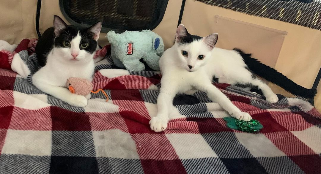 CiCi & Lorraine can’t believe they haven’t been adopted yet! They’re the perfect pair! They're very playful, sweet and loving. They're both already fixed, microchipped and UTD. CiCi is about 11 months old & Lorraine is about 7 months old. 

They would LOVE 💕 to be adopted together! 😻🐾

Don’t forget, we are also doing a SPECIAL Promotion, where you can adopt 2 kittens 😺😺 for a $200 donation! 

Click on the link below to apply now! 
https://forms.gle/tKYFmVYAT9JH5Xkk6