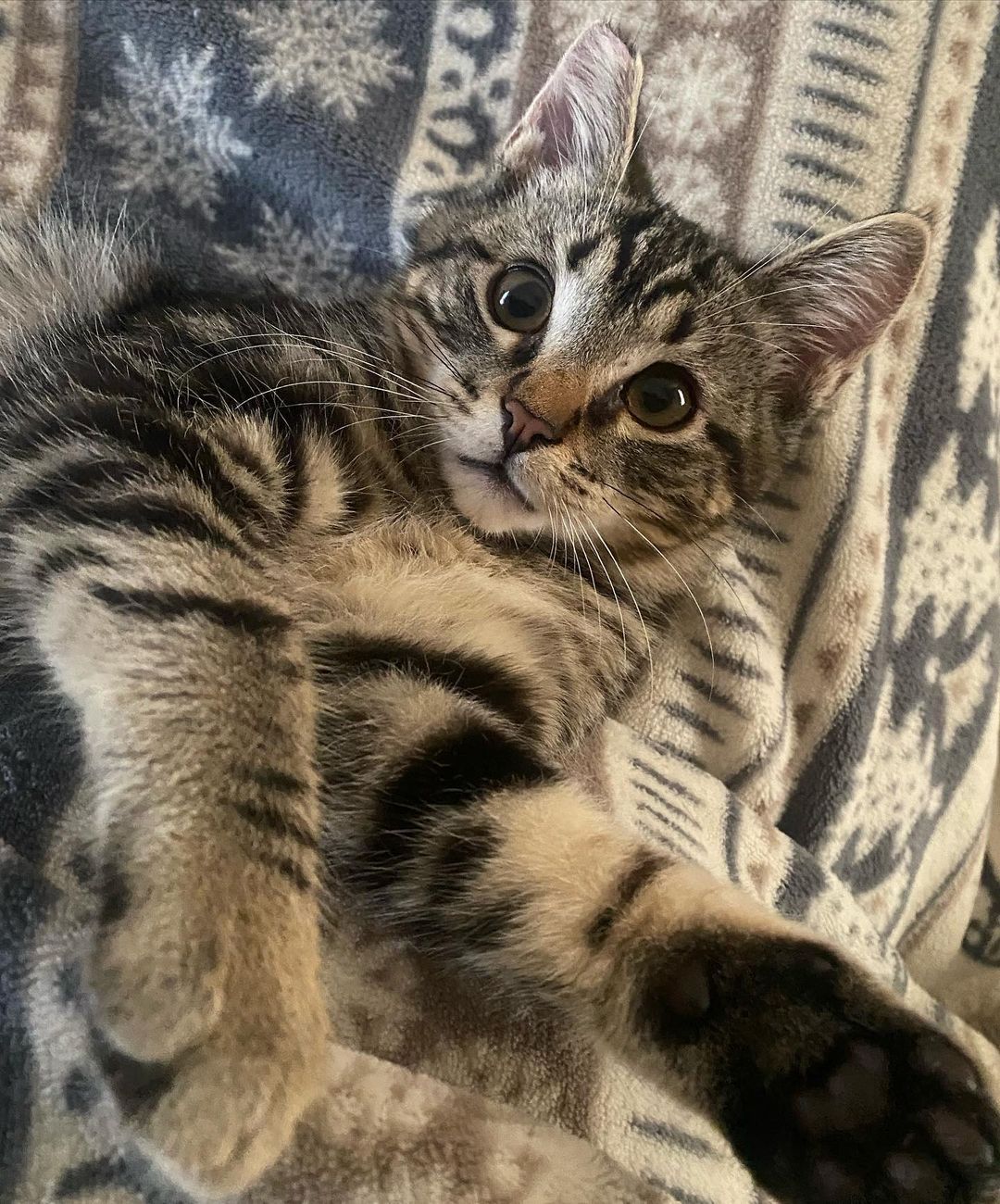 Watcha waiting for?!?! ❤️❤️ Bring home this ridiculously awesome cat! 
Bruno is the total package!! Handsome, sooo sweet, fun, cool and great with cats! 
Bruno plays hard and snuggles  harder. He loves tuna tube treats and chasing his tail. You can often find him hangin’ in a cat tree and watching the birds from the front door. 
Bruno is about 15 weeks old , fully vetted , and ready to go home. Must be adopted into a home with another kitty kat for him to grow up with.
DM for an adoption questionnaire! 
.
.
.
.
.
.
.
.
.
<a target='_blank' href='https://www.instagram.com/explore/tags/hiptobetipped/'>#hiptobetipped</a><a target='_blank' href='https://www.instagram.com/explore/tags/toosweetforthestreet/'>#toosweetforthestreet</a><a target='_blank' href='https://www.instagram.com/explore/tags/fromthestreetstothesheets/'>#fromthestreetstothesheets</a><a target='_blank' href='https://www.instagram.com/explore/tags/tabbycat/'>#tabbycat</a><a target='_blank' href='https://www.instagram.com/explore/tags/tabbykitten/'>#tabbykitten</a><a target='_blank' href='https://www.instagram.com/explore/tags/bruno/'>#bruno</a><a target='_blank' href='https://www.instagram.com/explore/tags/whiskerwednesday/'>#whiskerwednesday</a><a target='_blank' href='https://www.instagram.com/explore/tags/whiskers/'>#whiskers</a><a target='_blank' href='https://www.instagram.com/explore/tags/catsrule/'>#catsrule</a><a target='_blank' href='https://www.instagram.com/explore/tags/kitty/'>#kitty</a><a target='_blank' href='https://www.instagram.com/explore/tags/kittensofinstagram/'>#kittensofinstagram</a><a target='_blank' href='https://www.instagram.com/explore/tags/kittens_today/'>#kittens_today</a><a target='_blank' href='https://www.instagram.com/explore/tags/dailycat/'>#dailycat</a><a target='_blank' href='https://www.instagram.com/explore/tags/instacat/'>#instacat</a><a target='_blank' href='https://www.instagram.com/explore/tags/instakitten/'>#instakitten</a><a target='_blank' href='https://www.instagram.com/explore/tags/adoptme/'>#adoptme</a><a target='_blank' href='https://www.instagram.com/explore/tags/kittenadoptions/'>#kittenadoptions</a><a target='_blank' href='https://www.instagram.com/explore/tags/tnrsaveslives/'>#tnrsaveslives</a><a target='_blank' href='https://www.instagram.com/explore/tags/kittyfriends/'>#kittyfriends</a><a target='_blank' href='https://www.instagram.com/explore/tags/adoptdontshop/'>#adoptdontshop</a><a target='_blank' href='https://www.instagram.com/explore/tags/spayyourcatspeople/'>#spayyourcatspeople</a><a target='_blank' href='https://www.instagram.com/explore/tags/huffpostgram/'>#huffpostgram</a>