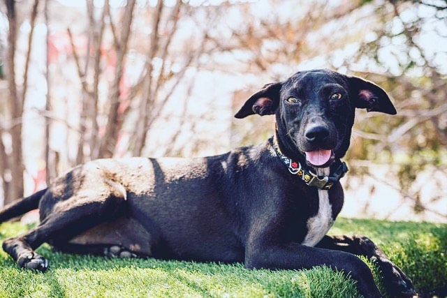 A smile that'll melt your heart, meet our girl Karai! Karai is a sweet and incredibly loving 9 month old pup who weighs 30lbs. She loves nothing more than to climb into your lap and snuggle. She would LOVE having a doggy friend to bond with and help show her the ropes. She loves to snuggle close with her foster sibling after a round of play. She is treat motivated and picks up training quickly. She knows 