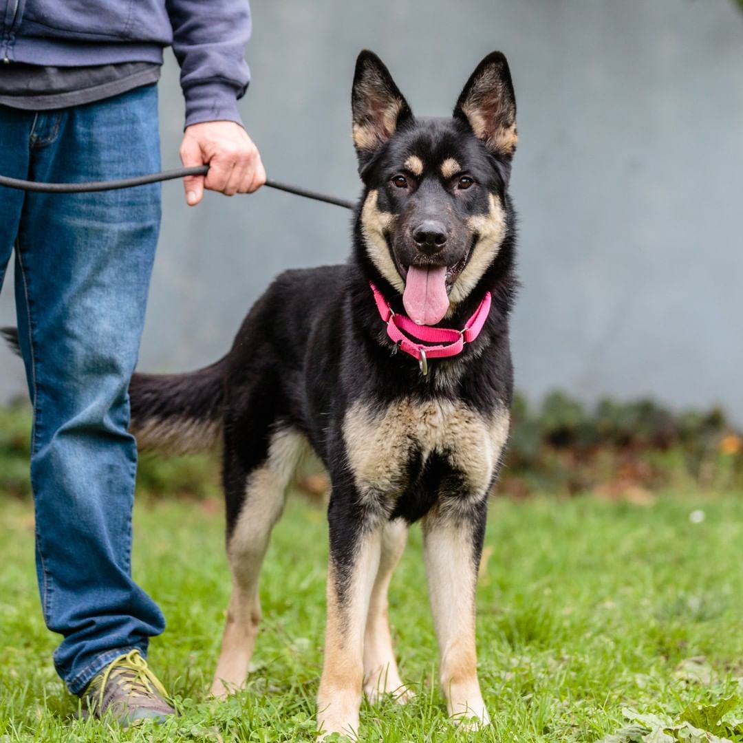 Mouse, Cher, Ryder, Harold, Oasis, Tilden, and puppy Seymour are just a few of the adoptable dogs you can adopt today, Sunday, during adoption hours from 12-3pm!

Come on by to adopt these pups, or cats, kittens, rabbits, guinea pigs, and pigeons! Check out the Adoptable Pets link in our bio.

<a target='_blank' href='https://www.instagram.com/explore/tags/adopt/'>#adopt</a> <a target='_blank' href='https://www.instagram.com/explore/tags/adoption/'>#adoption</a> <a target='_blank' href='https://www.instagram.com/explore/tags/adoptdontshop/'>#adoptdontshop</a> <a target='_blank' href='https://www.instagram.com/explore/tags/adoptashelterpet/'>#adoptashelterpet</a> <a target='_blank' href='https://www.instagram.com/explore/tags/weeklyfluff/'>#weeklyfluff</a> <a target='_blank' href='https://www.instagram.com/explore/tags/shelterdogs/'>#shelterdogs</a> <a target='_blank' href='https://www.instagram.com/explore/tags/adoptashelterdog/'>#adoptashelterdog</a> <a target='_blank' href='https://www.instagram.com/explore/tags/pibble/'>#pibble</a> <a target='_blank' href='https://www.instagram.com/explore/tags/pibblesofinstagram/'>#pibblesofinstagram</a> <a target='_blank' href='https://www.instagram.com/explore/tags/pittie/'>#pittie</a> <a target='_blank' href='https://www.instagram.com/explore/tags/pittielove/'>#pittielove</a> <a target='_blank' href='https://www.instagram.com/explore/tags/puppies/'>#puppies</a> <a target='_blank' href='https://www.instagram.com/explore/tags/germanshepherd/'>#germanshepherd</a> <a target='_blank' href='https://www.instagram.com/explore/tags/doberman/'>#doberman</a> <a target='_blank' href='https://www.instagram.com/explore/tags/shepherd/'>#shepherd</a> <a target='_blank' href='https://www.instagram.com/explore/tags/fosteringsaveslives/'>#fosteringsaveslives</a> <a target='_blank' href='https://www.instagram.com/explore/tags/adoptaseniordog/'>#adoptaseniordog</a> <a target='_blank' href='https://www.instagram.com/explore/tags/bayareapets/'>#bayareapets</a> <a target='_blank' href='https://www.instagram.com/explore/tags/eastbay/'>#eastbay</a> <a target='_blank' href='https://www.instagram.com/explore/tags/oakland/'>#oakland</a> <a target='_blank' href='https://www.instagram.com/explore/tags/oaklandcalifornia/'>#oaklandcalifornia</a> <a target='_blank' href='https://www.instagram.com/explore/tags/adoptoakland/'>#adoptoakland</a> <a target='_blank' href='https://www.instagram.com/explore/tags/oaklanddogs/'>#oaklanddogs</a> <a target='_blank' href='https://www.instagram.com/explore/tags/oaklandanimalservices/'>#oaklandanimalservices</a>