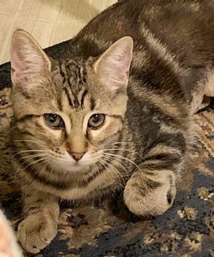 🐈🐱 Did you know we have adoptable kittens and cats inside PETCO at Laveen Village?

Hurry on down to meet Blueberry the ginger kitten (photos 1+2), Boogie Oogie the tabby kitten (photos 3+4), Sally the tabby kitten (photos 5+6), and the pawsome harness trained senior ginger gentleman Nutter Butter (photos 7+8) 😻

Our adoption center is located inside PETCO at 5260 W Baseline Rd in Laveen Village. 

Come fall in love and bring home a new family member in time for the holidays 💖🦃🎄🎅

<a target='_blank' href='https://www.instagram.com/explore/tags/allaboutanimalsrescueaz/'>#allaboutanimalsrescueaz</a> <a target='_blank' href='https://www.instagram.com/explore/tags/savealife/'>#savealife</a> <a target='_blank' href='https://www.instagram.com/explore/tags/compassioninaction/'>#compassioninaction</a> <a target='_blank' href='https://www.instagram.com/explore/tags/adoptdontshop/'>#adoptdontshop</a> <a target='_blank' href='https://www.instagram.com/explore/tags/rescuedismyfavoritebreed/'>#rescuedismyfavoritebreed</a> <a target='_blank' href='https://www.instagram.com/explore/tags/rescuefosteradopt/'>#rescuefosteradopt</a> <a target='_blank' href='https://www.instagram.com/explore/tags/fosteringsaveslives/'>#fosteringsaveslives</a> <a target='_blank' href='https://www.instagram.com/explore/tags/thinkadoptionfirst/'>#thinkadoptionfirst</a> <a target='_blank' href='https://www.instagram.com/explore/tags/lovechangeseverything/'>#lovechangeseverything</a> <a target='_blank' href='https://www.instagram.com/explore/tags/allyouneedislove/'>#allyouneedislove</a> <a target='_blank' href='https://www.instagram.com/explore/tags/mynewbestfriend/'>#mynewbestfriend</a> <a target='_blank' href='https://www.instagram.com/explore/tags/kittylove/'>#kittylove</a> <a target='_blank' href='https://www.instagram.com/explore/tags/gato/'>#gato</a> <a target='_blank' href='https://www.instagram.com/explore/tags/adoptakitten/'>#adoptakitten</a> <a target='_blank' href='https://www.instagram.com/explore/tags/adoptacat/'>#adoptacat</a> <a target='_blank' href='https://www.instagram.com/explore/tags/petcoadoptionevent/'>#petcoadoptionevent</a> 
<a target='_blank' href='https://www.instagram.com/explore/tags/openyourhearttoarescuecat/'>#openyourhearttoarescuecat</a> <a target='_blank' href='https://www.instagram.com/explore/tags/felinetherapy/'>#felinetherapy</a> <a target='_blank' href='https://www.instagram.com/explore/tags/felinefun/'>#felinefun</a> <a target='_blank' href='https://www.instagram.com/explore/tags/playfulkitten/'>#playfulkitten</a> <a target='_blank' href='https://www.instagram.com/explore/tags/cuddlebuddy/'>#cuddlebuddy</a> <a target='_blank' href='https://www.instagram.com/explore/tags/purrbaby/'>#purrbaby</a> <a target='_blank' href='https://www.instagram.com/explore/tags/purrfection/'>#purrfection</a> <a target='_blank' href='https://www.instagram.com/explore/tags/catloaf/'>#catloaf</a> <a target='_blank' href='https://www.instagram.com/explore/tags/tabbycats/'>#tabbycats</a> <a target='_blank' href='https://www.instagram.com/explore/tags/adoptaseniorcat/'>#adoptaseniorcat</a> <a target='_blank' href='https://www.instagram.com/explore/tags/adoptagingerkitten/'>#adoptagingerkitten</a> <a target='_blank' href='https://www.instagram.com/explore/tags/homefortheholidays/'>#homefortheholidays</a> <a target='_blank' href='https://www.instagram.com/explore/tags/snugglebuddy/'>#snugglebuddy</a> <a target='_blank' href='https://www.instagram.com/explore/tags/rescuecatsrock/'>#rescuecatsrock</a>