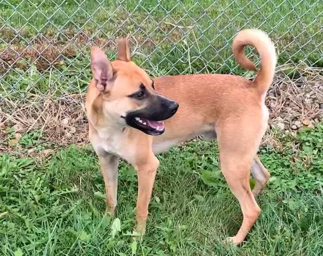 11/15/21 TUCKER (DCAS) 

HELP TUCKER FIND HIS FOREVER HOME FOR CHRISTMAS

Tucker is a 6 month old mixed breed (possibly with Shiba Inu) puppy who was surrendered to the animal shelter because his mom passed away. He is a happy and healthy boy who is eager to learn. Since he is still young, he has plenty of energy and will need to continue to learn his manners. He is scheduled for vet care. If interest, apply at secondchanceforpets.com

**NOT ALL PETS LISTED ON OUR WEBPAGE ARE IN OUR FOSTER HOMES. WE ALSO MAKE COURTESY POSTS (CP) FOR FAMILIES NEEDING TO PLACE THEIR PET. 
(SC) MEANS THEY ARE IN ONE OF OUR GROUPS FOSTER HOMES
(CP) MEANS THEY ARE STILL WITH THEIR CURRENT OWNER
(DCAS) MEANS THEY ARE AT THE DEWITT COUNTY ANIMAL SHELTER.