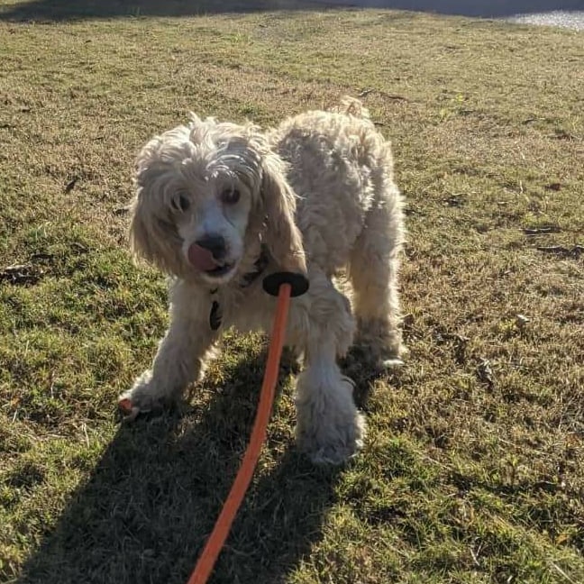 Did you know that November is National Adopt a Senior Pet month? Panko is a sweet senior (estimated to be between 7 - 10 years old) Miniature Poodle mix who we transferred in from our friends at @adoptable_dogs_of_vbac last month. Like most senior animals, Panko has some additional medical needs, but he doesn't let anything slow him down! Panko is as sweet and spunky as ever, and simply awaits a family who is willing to provide the care he needs in his golden years. ✨