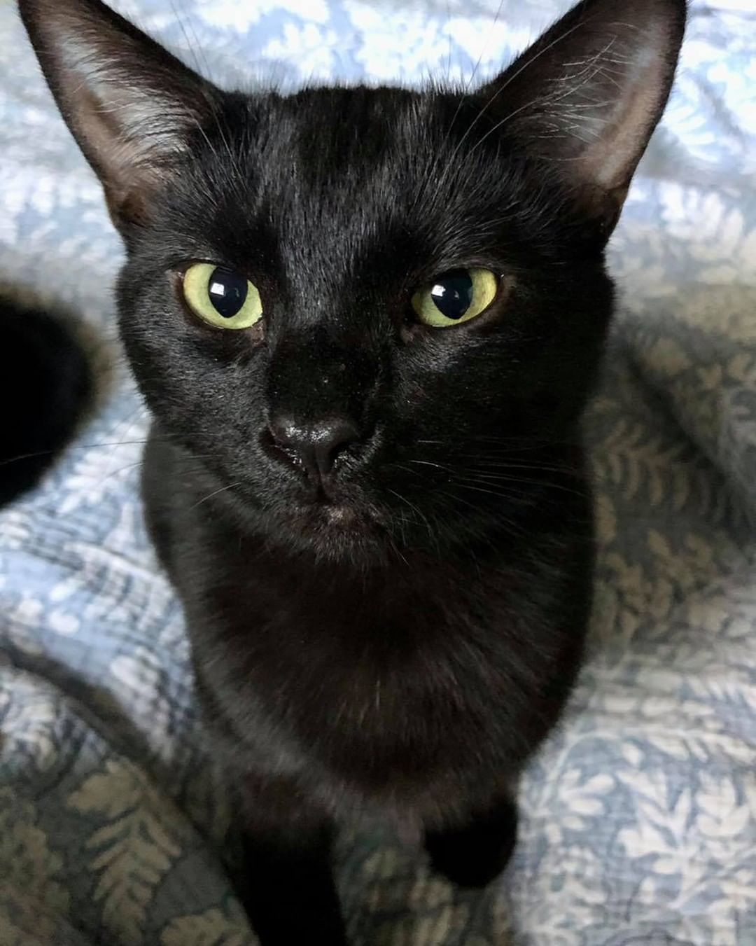 Our fifteenth black kitty for November is Landry! She came to Sbar with a bad mouth wound, we think she fell out of a moving vehicle. She is a very shy girl who is finally coming out of her shell a bit. Because of this and the fact that she’s a black cat she’s been overlooked for months. Help us find this precious girl her perfect family. Landry is 7 months old, spayed, FIV/FELV negative and up to date on vaccines. To put in an application click on the link below.

https://www.sbanimalrescue.org