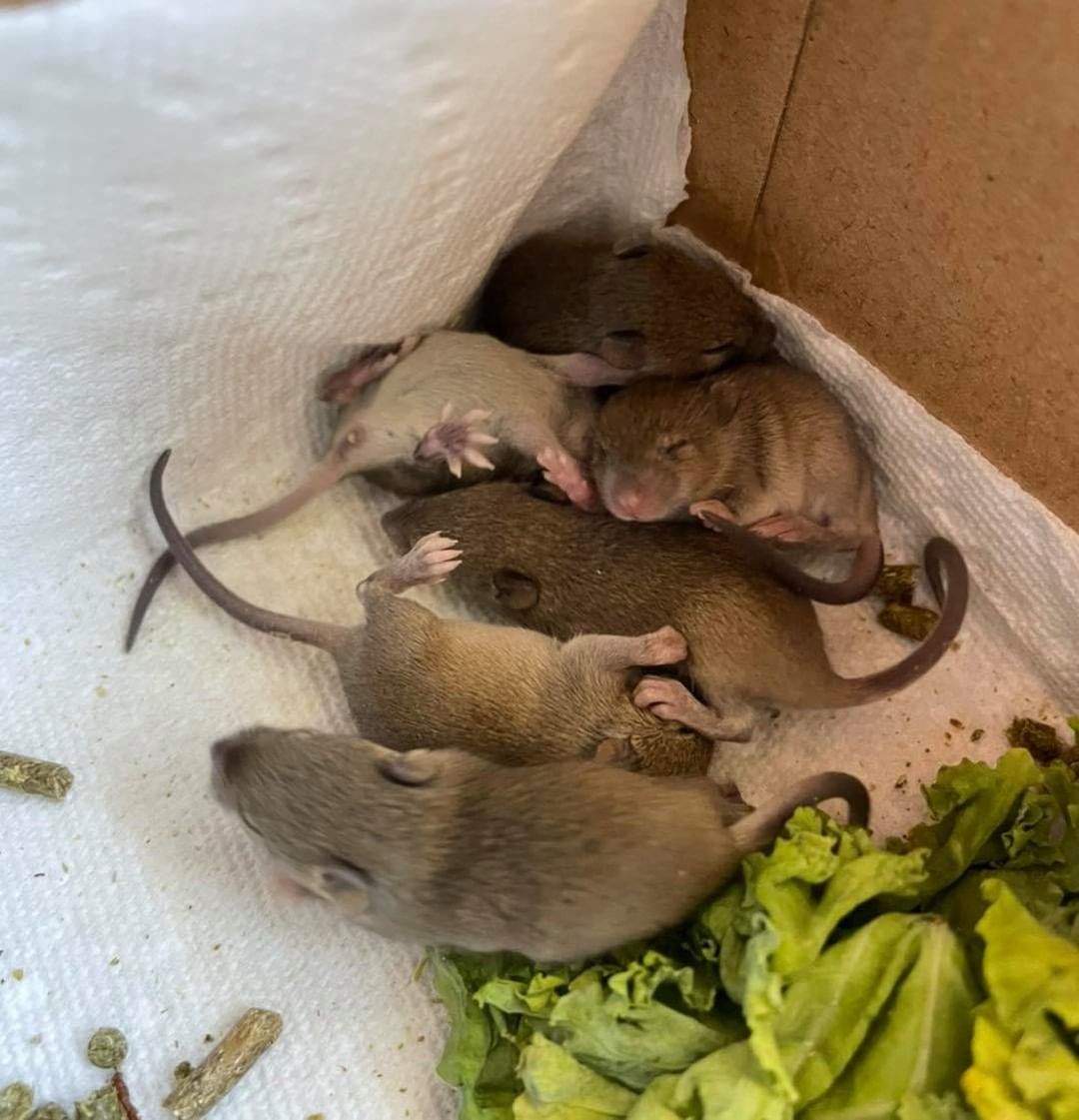 Help!! 

We have 6 baby mice that need a ride to the Kendalia Wildlife Rescue today before 8pm. They don’t have their eyes open yet so desperately need to get there today! 

Please message us here on Facebook if you can help!