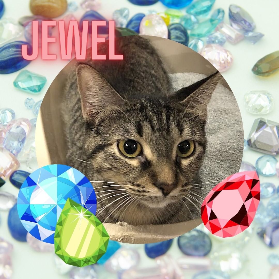 What purrrfect timing! Crystal, Amethyst, and Jewel would like you to know about the BUY ONE, GET ONE FREE deal going on at Kendra Scott for their new Cory Collection! 

And if you use our code GIVEBACK-AXFEJ today and tomorrow, 20% of proceeds will go to animals like these beautiful kitties looking for homes! Code can be used online and in store. 

Join us these beautiful Cats and some of our adorable dogs in store at Hilldale Mall! See out facebook event for updates:

https://www.facebook.com/events/927461438206279