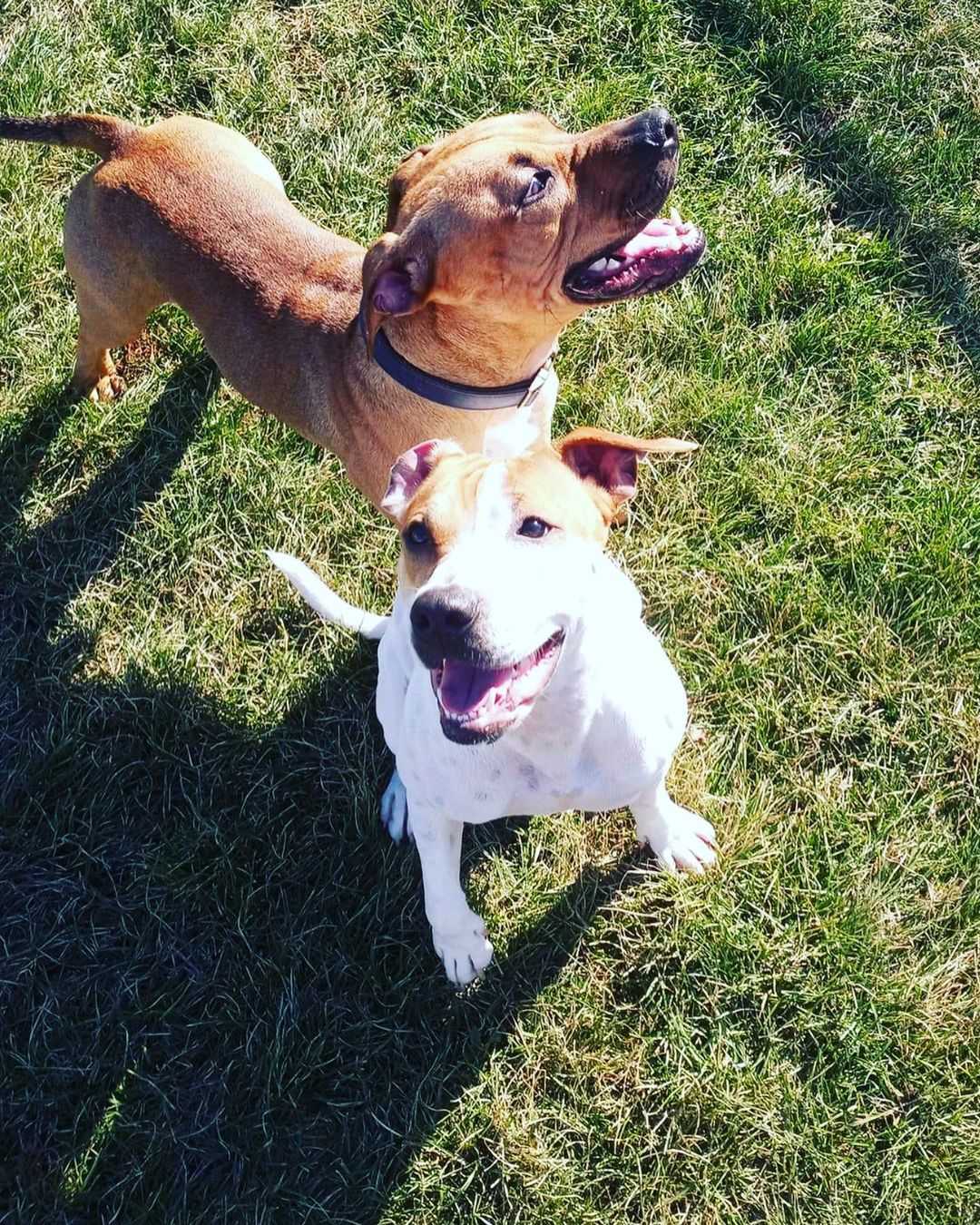 🚨FOSTERS NEEDED - BEEN SEARCHING FOR OVER 30 DAYS🚨

If you’ve ever considered fostering, please fill out an application TODAY! We can’t help more dogs without fosters so please help if you can, share this post to your friends and family, or even donate to help with vetting. 

Bonnie and Clyde are currently being held at a local animal control after being found tied to a fence. The white one is female and brown is the male, both are around 10 months old we believe. Both are very friendly, Bonnie enjoys attention while Clyde doesn’t seek it out but still enjoys his time with humans. 

All interactions with other dogs at animal control have been good, HMF would consider fosters with other dogs BUT we do require a decompression period for dogs coming out of animal control. Both would NOT do well with cats and have had NO testing with children at this time. 

PLEASE consider fostering, fill out an application here: https://www.heddmutt.com/foster-information. If you have any questions please email: Valerie@HeddMutt.com

<a target='_blank' href='https://www.instagram.com/explore/tags/FostersNeeded/'>#FostersNeeded</a> <a target='_blank' href='https://www.instagram.com/explore/tags/SaveADog/'>#SaveADog</a> <a target='_blank' href='https://www.instagram.com/explore/tags/FosteringSavedLives/'>#FosteringSavedLives</a> <a target='_blank' href='https://www.instagram.com/explore/tags/WeNeedYourHelp/'>#WeNeedYourHelp</a>