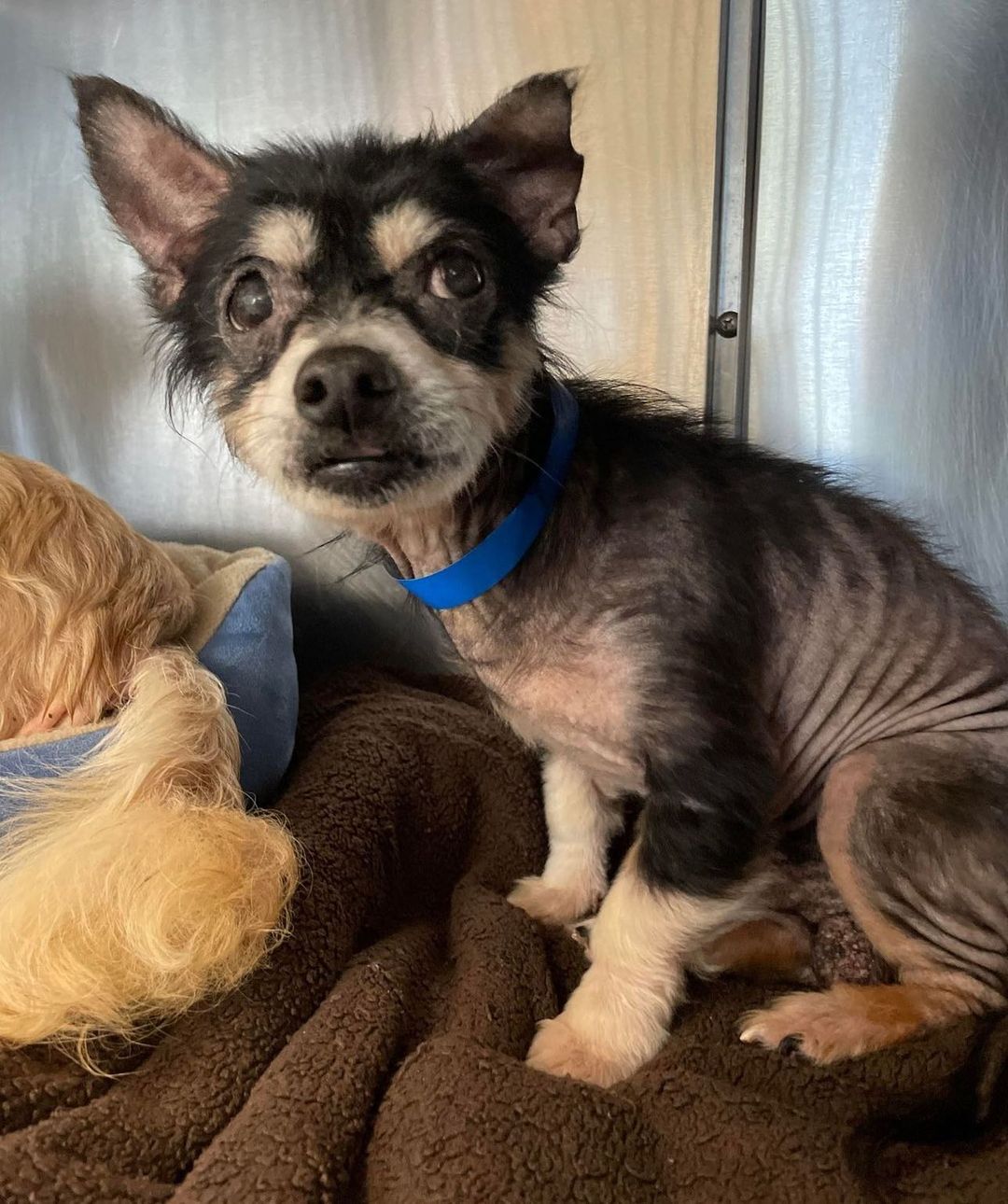 ‼️URGENT FOSTER NEEDED FOR 10 YO CHIHUAHUA MIX ‼️

We were just approached to rescue this older fella from the shelter. Chief is 10 years old and weighs 12 pounds.

Unfortunately he isn't doing well. He has heart worms and kennel cough. 💔 Poor guy was part of a neglect and hoarding case living in absolutely deplorable conditions. 😡 He has a phenomenal temperament for what he's been through and can be easily handled. We also know he's good with other dogs. 😊

Please apply to foster at twotailzrescue.org! 🐾

<a target='_blank' href='https://www.instagram.com/explore/tags/twotailzrescue/'>#twotailzrescue</a> <a target='_blank' href='https://www.instagram.com/explore/tags/weloverescuedogs/'>#weloverescuedogs</a> <a target='_blank' href='https://www.instagram.com/explore/tags/atlantarescue/'>#atlantarescue</a> <a target='_blank' href='https://www.instagram.com/explore/tags/fosterme/'>#fosterme</a> <a target='_blank' href='https://www.instagram.com/explore/tags/fosteringsaveslives/'>#fosteringsaveslives</a> <a target='_blank' href='https://www.instagram.com/explore/tags/atlantafoster/'>#atlantafoster</a> <a target='_blank' href='https://www.instagram.com/explore/tags/chihuahuas_of_instagram/'>#chihuahuas_of_instagram</a>ö