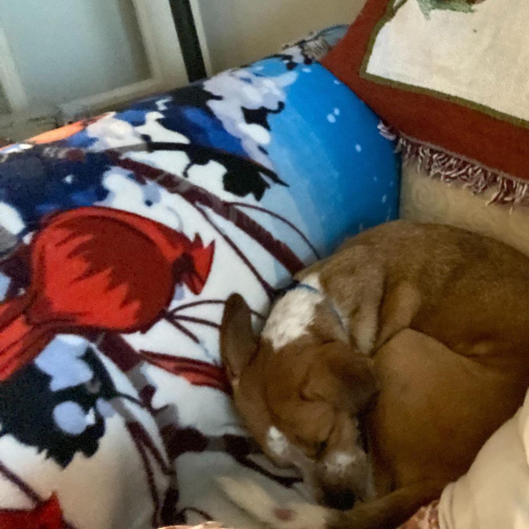 Sugar is now Gracie Belle and has a sister named Maggie! It didn't take her any time at all to find the toy boxes and comfy spots around the house. <a target='_blank' href='https://www.instagram.com/explore/tags/ccpalrescue/'>#ccpalrescue</a> <a target='_blank' href='https://www.instagram.com/explore/tags/happilyeverafters/'>#happilyeverafters</a> <a target='_blank' href='https://www.instagram.com/explore/tags/successstories/'>#successstories</a>