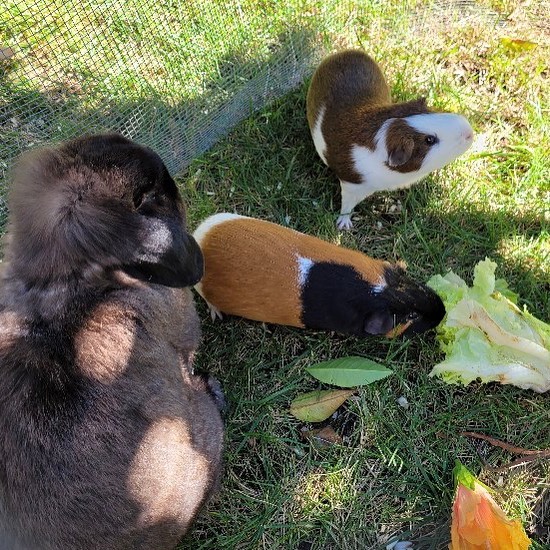 We love getting happy adoption pictures from our guinea pig adopters too!  It’s great to see Jasper fitting in so well with his née fam. 😍

We have oh so many many guinea pigs and bunnies for adoption in Santa Maria and @bunssb has many in Santa Barbara. Let us help you find your next pet!