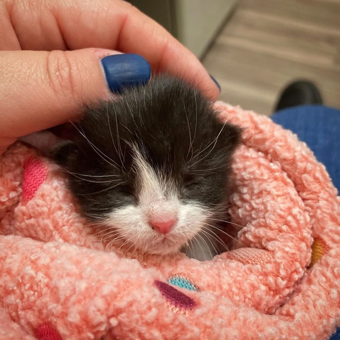 We love these photos from Norfolk SPCA staff member and foster mom, Lindsey! This little one is receiving around-the-clock bottle 🍼 feeding and care as part of Norfolk SPCA's Foster Program. 

Being a foster parent is one of the most rewarding volunteer opportunities we have! You get to cuddle with kittens and puppies, care for animals during their medical recovery periods or help us teach a few key social skills which will assist a pet in finding their forever home. We will provide you with needed supplies and our caring vet staff is here to provide any necessary medical care your foster pet may need along the way. You promise to provide all the TLC the animals need. ❤️

Find out more about our foster program here: https://norfolkspca.com/foster/