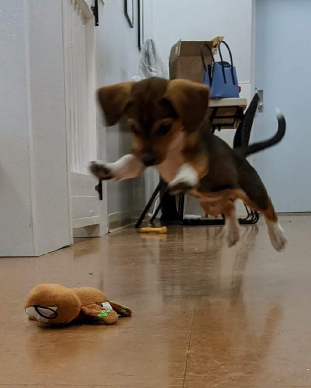 ⭐️ We are no longer accepting applications for Louie ⭐️ 

Louie is leaping into the weekend!!! 🐾

This adorable little guy is an 9 week old Beagle x Doxie! He’s 7 lbs and looking for his forever home. 🐶 Adopters will need to be in the Charlotte area. If you’re interested in meeting Louie, head to our website and fill out an application! ✨