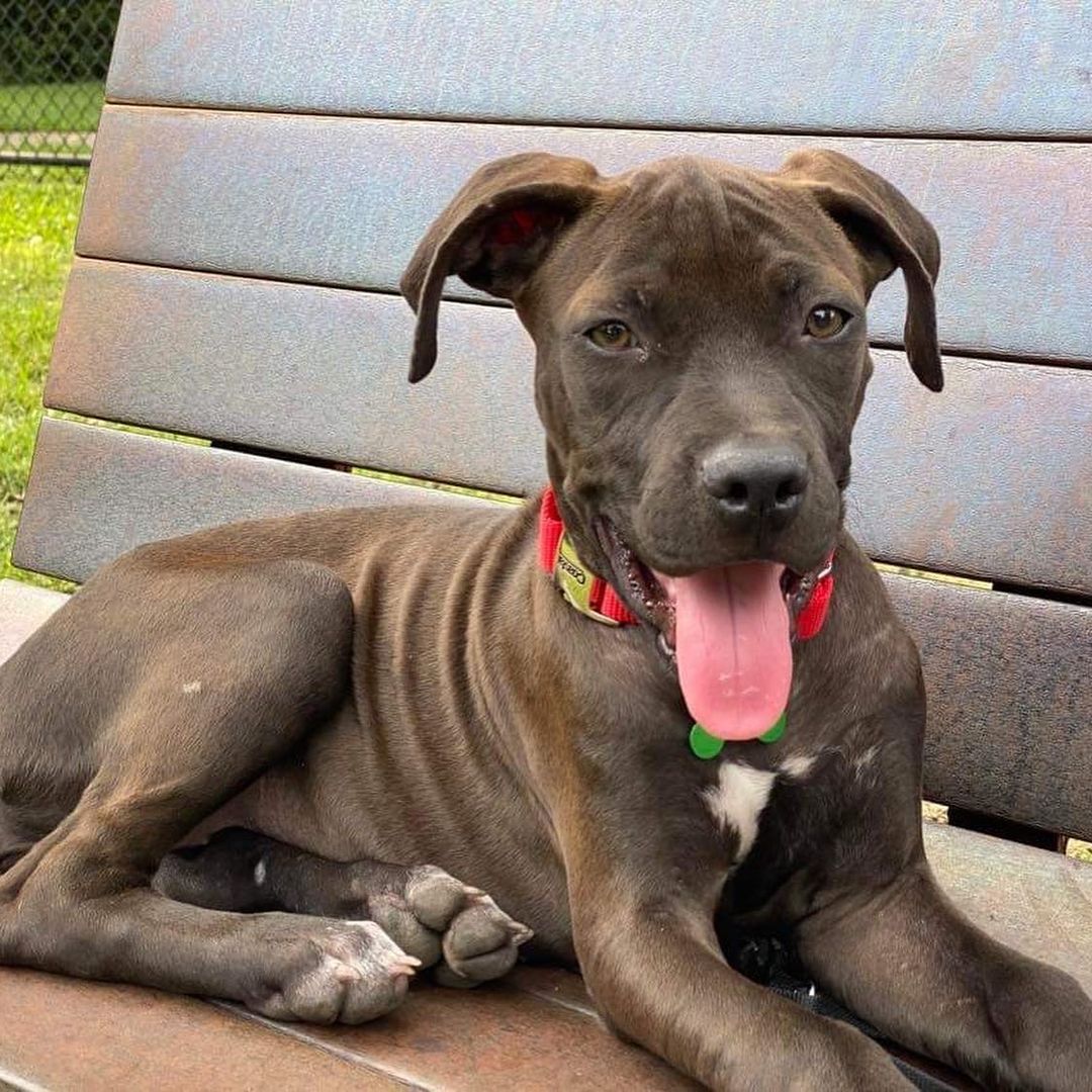 Introducing Polly ♥️ This 3 month old beauty is sweet, playful, and gentle. She has a lot of energy and will grow to be a big girl. Just look at those paws 🐾 We will be accepting applications for Polly very soon! Stay tuned for more updates.