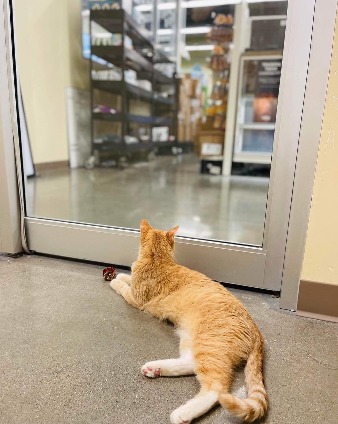 MEET ME AT PETCO! Willow has been waiting 2 weeks now for a family to stop by and discover that she is friendly, playful, funny, cute, an amazing jumper, and just a great cat!

Stop by the Ames Petco now and say hi!😻<a target='_blank' href='https://www.instagram.com/explore/tags/boonehumanesociety/'>#boonehumanesociety</a> <a target='_blank' href='https://www.instagram.com/explore/tags/adoptwillow/'>#adoptwillow</a> <a target='_blank' href='https://www.instagram.com/explore/tags/adoptlove/'>#adoptlove</a> <a target='_blank' href='https://www.instagram.com/explore/tags/adoptatpetco/'>#adoptatpetco</a>