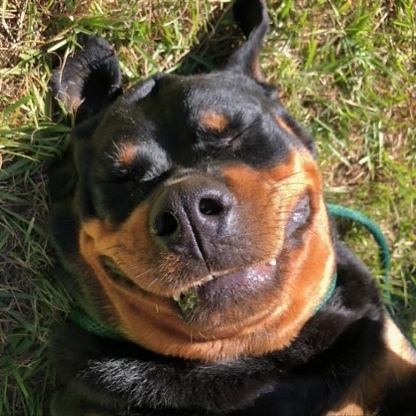 Boo is ALL SMILES at adoptions today! She would be so happy if her forever home found her today! Stop by 3415 Couch St - we are here until 2pm!

<a target='_blank' href='https://www.instagram.com/explore/tags/scoutshonorrescue/'>#scoutshonorrescue</a> <a target='_blank' href='https://www.instagram.com/explore/tags/rescuedog/'>#rescuedog</a> <a target='_blank' href='https://www.instagram.com/explore/tags/dog/'>#dog</a> <a target='_blank' href='https://www.instagram.com/explore/tags/rottweiler/'>#rottweiler</a> <a target='_blank' href='https://www.instagram.com/explore/tags/htx/'>#htx</a> <a target='_blank' href='https://www.instagram.com/explore/tags/adopt/'>#adopt</a> <a target='_blank' href='https://www.instagram.com/explore/tags/adoptme/'>#adoptme</a> <a target='_blank' href='https://www.instagram.com/explore/tags/rottie/'>#rottie</a> <a target='_blank' href='https://www.instagram.com/explore/tags/takemehome/'>#takemehome</a>