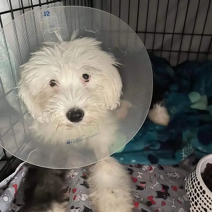 Update on little Miss Flutter with the janky heart:

THEY FIXED IT! 🎉

She had her PDA occlusion surgery on Thursday and was back to her foster home Friday night. 

She is on strict crate rest and leashed outdoor time for the next few weeks. She’s not real happy about that. She finally feels good and would love to run and play like a big crazy puppy, but she has to rest while her incision and heart heals up. 

Mizzou worked a miracle to save this little girl! Thanks to everyone for the AMAZING support so we could get this girl the urgent care she desperately needed! She now can have a happy healthy life because of YOU!

🦄 Narwhal

<a target='_blank' href='https://www.instagram.com/explore/tags/FlutterBug/'>#FlutterBug</a> <a target='_blank' href='https://www.instagram.com/explore/tags/IAmPitbullStrong/'>#IAmPitbullStrong</a> <a target='_blank' href='https://www.instagram.com/explore/tags/dogrescue/'>#dogrescue</a> <a target='_blank' href='https://www.instagram.com/explore/tags/heartmurmur/'>#heartmurmur</a> <a target='_blank' href='https://www.instagram.com/explore/tags/macsmission/'>#macsmission</a> <a target='_blank' href='https://www.instagram.com/explore/tags/wegoallin/'>#wegoallin</a> <a target='_blank' href='https://www.instagram.com/explore/tags/foster/'>#foster</a> <a target='_blank' href='https://www.instagram.com/explore/tags/adopt/'>#adopt</a> <a target='_blank' href='https://www.instagram.com/explore/tags/adoptdontshop/'>#adoptdontshop</a>