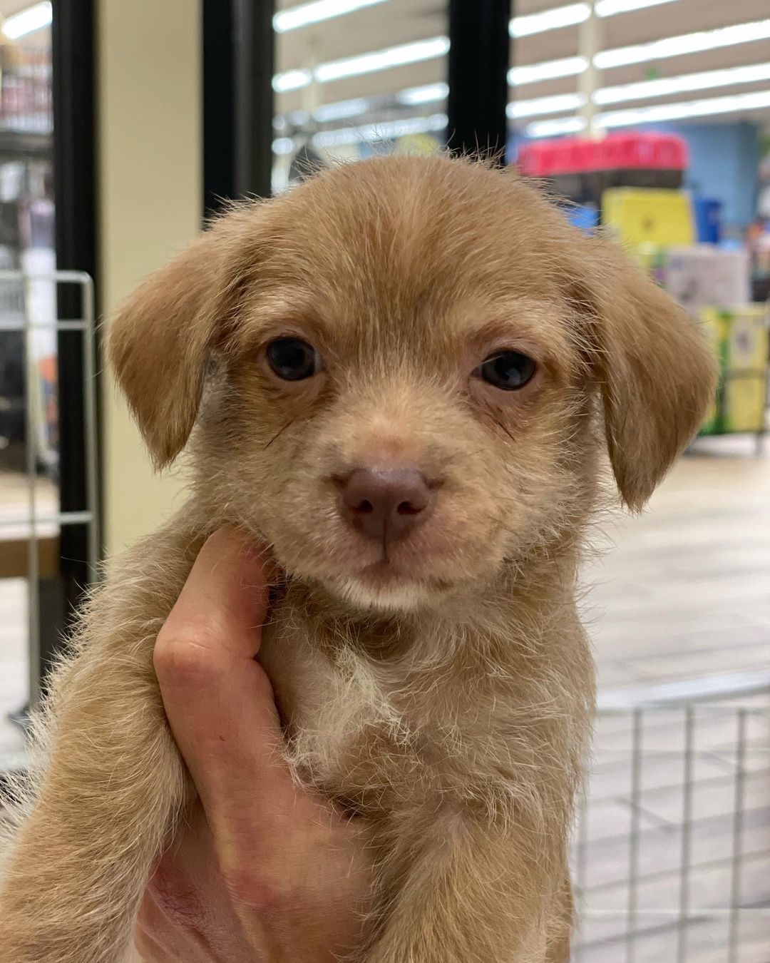 Puppies!!! 🐶🥰❤️
10 week old terrier mixes are up for adoption. Please contact us if you are interested in Qualifying to adopt a give a puppy a forever home! Contact Findingabestfriend@gmail.com 
Meet <a target='_blank' href='https://www.instagram.com/explore/tags/adoptable/'>#adoptable</a> dogs and puppies looking for their <a target='_blank' href='https://www.instagram.com/explore/tags/fureverhomes/'>#fureverhomes</a> with @findingabestfriend ❤️
.
.
.
.
<a target='_blank' href='https://www.instagram.com/explore/tags/rescuedogs/'>#rescuedogs</a> <a target='_blank' href='https://www.instagram.com/explore/tags/adoptdontshop/'>#adoptdontshop</a> <a target='_blank' href='https://www.instagram.com/explore/tags/dogadoption/'>#dogadoption</a> <a target='_blank' href='https://www.instagram.com/explore/tags/sanramon/'>#sanramon</a> <a target='_blank' href='https://www.instagram.com/explore/tags/adoptme/'>#adoptme</a> <a target='_blank' href='https://www.instagram.com/explore/tags/sfbayarea/'>#sfbayarea</a> <a target='_blank' href='https://www.instagram.com/explore/tags/myfavoritebreedisrescued/'>#myfavoritebreedisrescued</a> <a target='_blank' href='https://www.instagram.com/explore/tags/stockton/'>#stockton</a> <a target='_blank' href='https://www.instagram.com/explore/tags/sacramento/'>#sacramento</a> <a target='_blank' href='https://www.instagram.com/explore/tags/sanfrancisco/'>#sanfrancisco</a> <a target='_blank' href='https://www.instagram.com/explore/tags/dogsofinstagram/'>#dogsofinstagram</a> <a target='_blank' href='https://www.instagram.com/explore/tags/puppies/'>#puppies</a> <a target='_blank' href='https://www.instagram.com/explore/tags/puppiesofinstagram/'>#puppiesofinstagram</a> <a target='_blank' href='https://www.instagram.com/explore/tags/dontbullymybreed/'>#dontbullymybreed</a> <a target='_blank' href='https://www.instagram.com/explore/tags/adoptdontshop/'>#adoptdontshop</a> <a target='_blank' href='https://www.instagram.com/explore/tags/puppy/'>#puppy</a>