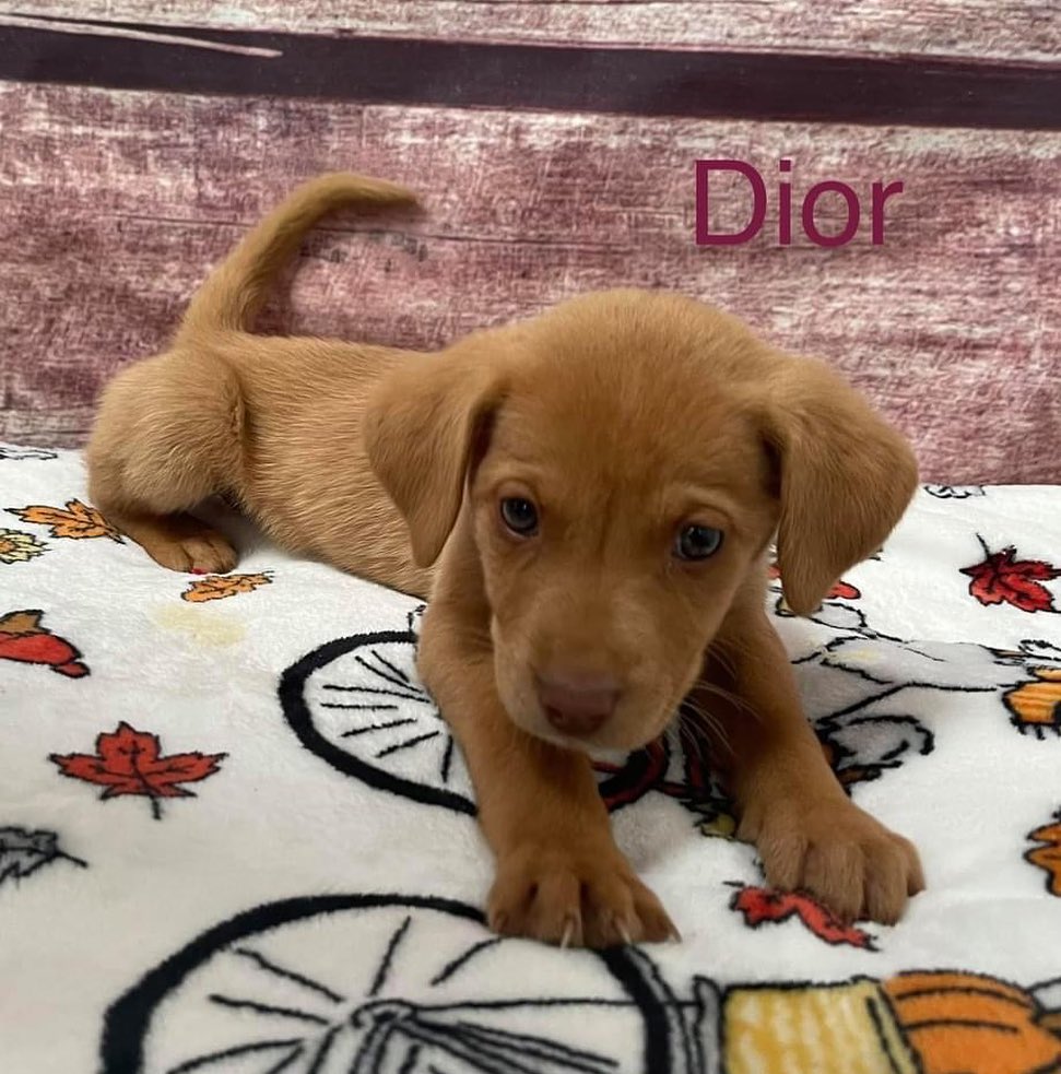 Have you ever wanted to own a designer product? Well here’s our twist! ”Designer” puppies ❤️ 

Our newest litter of puppies are named after famous designers and are here to steal your hearts 🥰 
 

<a target='_blank' href='https://www.instagram.com/explore/tags/cyprescue/'>#cyprescue</a> <a target='_blank' href='https://www.instagram.com/explore/tags/crossyourpaws/'>#crossyourpaws</a> <a target='_blank' href='https://www.instagram.com/explore/tags/crossyourpawsrescue/'>#crossyourpawsrescue</a> <a target='_blank' href='https://www.instagram.com/explore/tags/rescue/'>#rescue</a>  <a target='_blank' href='https://www.instagram.com/explore/tags/muttsofinstagram/'>#muttsofinstagram</a> <a target='_blank' href='https://www.instagram.com/explore/tags/dogsofinstagram/'>#dogsofinstagram</a> <a target='_blank' href='https://www.instagram.com/explore/tags/dogsofinsta/'>#dogsofinsta</a> <a target='_blank' href='https://www.instagram.com/explore/tags/instadog/'>#instadog</a> <a target='_blank' href='https://www.instagram.com/explore/tags/instagramdogs/'>#instagramdogs</a> <a target='_blank' href='https://www.instagram.com/explore/tags/rescuedogsofinstagram/'>#rescuedogsofinstagram</a> <a target='_blank' href='https://www.instagram.com/explore/tags/adoptdontshop/'>#adoptdontshop</a> <a target='_blank' href='https://www.instagram.com/explore/tags/dogsofpittsburgh/'>#dogsofpittsburgh</a> <a target='_blank' href='https://www.instagram.com/explore/tags/pittsburghdogs/'>#pittsburghdogs</a> <a target='_blank' href='https://www.instagram.com/explore/tags/rescuedog/'>#rescuedog</a> <a target='_blank' href='https://www.instagram.com/explore/tags/spayandneuter/'>#spayandneuter</a> <a target='_blank' href='https://www.instagram.com/explore/tags/fosteringsaveslives/'>#fosteringsaveslives</a> <a target='_blank' href='https://www.instagram.com/explore/tags/rescuedismyfavoritebreed/'>#rescuedismyfavoritebreed</a> <a target='_blank' href='https://www.instagram.com/explore/tags/puppiesofinstagram/'>#puppiesofinstagram</a> <a target='_blank' href='https://www.instagram.com/explore/tags/puppiesofinsta/'>#puppiesofinsta</a> <a target='_blank' href='https://www.instagram.com/explore/tags/puppiesofig/'>#puppiesofig</a> <a target='_blank' href='https://www.instagram.com/explore/tags/chanel/'>#chanel</a> <a target='_blank' href='https://www.instagram.com/explore/tags/coach/'>#coach</a> <a target='_blank' href='https://www.instagram.com/explore/tags/gucci/'>#gucci</a> <a target='_blank' href='https://www.instagram.com/explore/tags/armani/'>#armani</a> <a target='_blank' href='https://www.instagram.com/explore/tags/michaelkors/'>#michaelkors</a> <a target='_blank' href='https://www.instagram.com/explore/tags/dior/'>#dior</a> <a target='_blank' href='https://www.instagram.com/explore/tags/valentino/'>#valentino</a> <a target='_blank' href='https://www.instagram.com/explore/tags/designer/'>#designer</a> <a target='_blank' href='https://www.instagram.com/explore/tags/designerfashion/'>#designerfashion</a> <a target='_blank' href='https://www.instagram.com/explore/tags/designerdogs/'>#designerdogs</a>