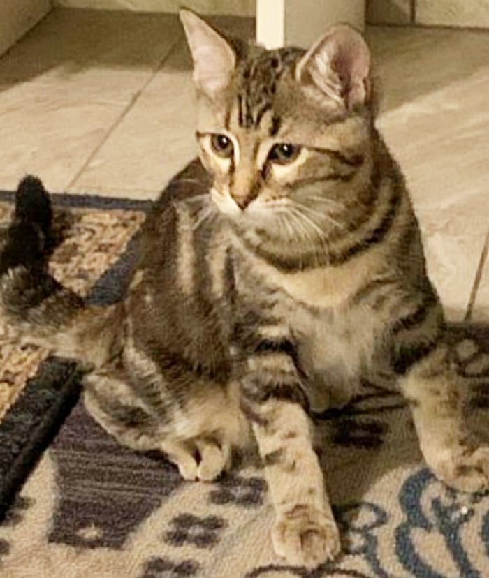 🐈🐱 Did you know we have adoptable kittens and cats inside PETCO at Laveen Village?

Hurry on down to meet Blueberry the ginger kitten (photos 1+2), Boogie Oogie the tabby kitten (photos 3+4), Sally the tabby kitten (photos 5+6), and the pawsome harness trained senior ginger gentleman Nutter Butter (photos 7+8) 😻

Our adoption center is located inside PETCO at 5260 W Baseline Rd in Laveen Village. 

Come fall in love and bring home a new family member in time for the holidays 💖🦃🎄🎅

<a target='_blank' href='https://www.instagram.com/explore/tags/allaboutanimalsrescueaz/'>#allaboutanimalsrescueaz</a> <a target='_blank' href='https://www.instagram.com/explore/tags/savealife/'>#savealife</a> <a target='_blank' href='https://www.instagram.com/explore/tags/compassioninaction/'>#compassioninaction</a> <a target='_blank' href='https://www.instagram.com/explore/tags/adoptdontshop/'>#adoptdontshop</a> <a target='_blank' href='https://www.instagram.com/explore/tags/rescuedismyfavoritebreed/'>#rescuedismyfavoritebreed</a> <a target='_blank' href='https://www.instagram.com/explore/tags/rescuefosteradopt/'>#rescuefosteradopt</a> <a target='_blank' href='https://www.instagram.com/explore/tags/fosteringsaveslives/'>#fosteringsaveslives</a> <a target='_blank' href='https://www.instagram.com/explore/tags/thinkadoptionfirst/'>#thinkadoptionfirst</a> <a target='_blank' href='https://www.instagram.com/explore/tags/lovechangeseverything/'>#lovechangeseverything</a> <a target='_blank' href='https://www.instagram.com/explore/tags/allyouneedislove/'>#allyouneedislove</a> <a target='_blank' href='https://www.instagram.com/explore/tags/mynewbestfriend/'>#mynewbestfriend</a> <a target='_blank' href='https://www.instagram.com/explore/tags/kittylove/'>#kittylove</a> <a target='_blank' href='https://www.instagram.com/explore/tags/gato/'>#gato</a> <a target='_blank' href='https://www.instagram.com/explore/tags/adoptakitten/'>#adoptakitten</a> <a target='_blank' href='https://www.instagram.com/explore/tags/adoptacat/'>#adoptacat</a> <a target='_blank' href='https://www.instagram.com/explore/tags/petcoadoptionevent/'>#petcoadoptionevent</a> 
<a target='_blank' href='https://www.instagram.com/explore/tags/openyourhearttoarescuecat/'>#openyourhearttoarescuecat</a> <a target='_blank' href='https://www.instagram.com/explore/tags/felinetherapy/'>#felinetherapy</a> <a target='_blank' href='https://www.instagram.com/explore/tags/felinefun/'>#felinefun</a> <a target='_blank' href='https://www.instagram.com/explore/tags/playfulkitten/'>#playfulkitten</a> <a target='_blank' href='https://www.instagram.com/explore/tags/cuddlebuddy/'>#cuddlebuddy</a> <a target='_blank' href='https://www.instagram.com/explore/tags/purrbaby/'>#purrbaby</a> <a target='_blank' href='https://www.instagram.com/explore/tags/purrfection/'>#purrfection</a> <a target='_blank' href='https://www.instagram.com/explore/tags/catloaf/'>#catloaf</a> <a target='_blank' href='https://www.instagram.com/explore/tags/tabbycats/'>#tabbycats</a> <a target='_blank' href='https://www.instagram.com/explore/tags/adoptaseniorcat/'>#adoptaseniorcat</a> <a target='_blank' href='https://www.instagram.com/explore/tags/adoptagingerkitten/'>#adoptagingerkitten</a> <a target='_blank' href='https://www.instagram.com/explore/tags/homefortheholidays/'>#homefortheholidays</a> <a target='_blank' href='https://www.instagram.com/explore/tags/snugglebuddy/'>#snugglebuddy</a> <a target='_blank' href='https://www.instagram.com/explore/tags/rescuecatsrock/'>#rescuecatsrock</a>