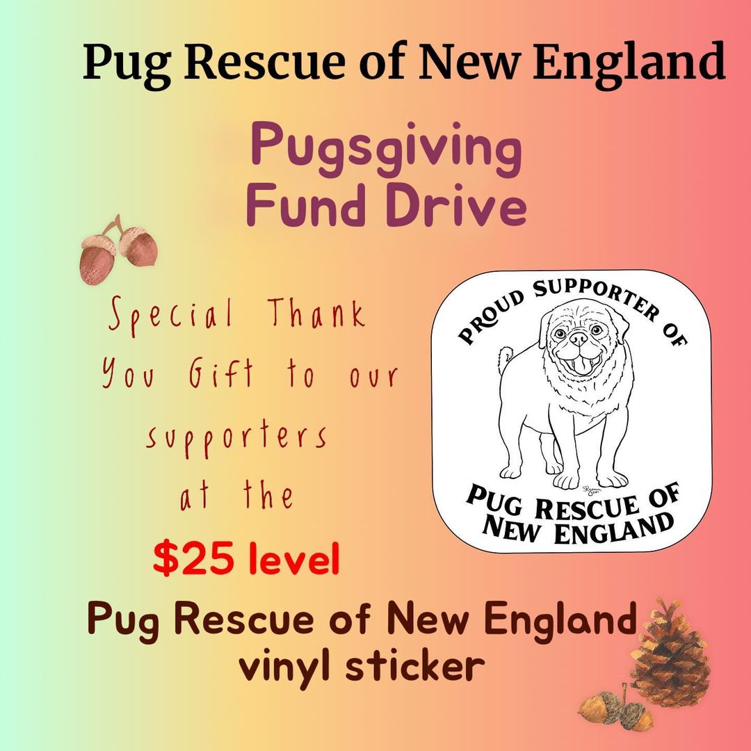 🤎🧡🤎Pugsgiving Fund Drive🤎🧡🤎
We have partnered with the amazing and talented Suzy Ryan @bigblackdogstudio for a Giving Tuesday Fund Drive! 
From now until Tuesday November 30th we will be offering very special gifts for monetary donations at 4 levels. Swipe left to see what your donation gets you beyond the knowledge that you will be helping us to fulfill our mission of Saving More Pugs. 
Venmo @PugRescueofNewEngland note Pugsgiving fund drive in your comment. 

https://venmo.com/u/PugRescueofNewEngland

<a target='_blank' href='https://www.instagram.com/explore/tags/adoptdontshop/'>#adoptdontshop</a> <a target='_blank' href='https://www.instagram.com/explore/tags/pugsgiving2021/'>#pugsgiving2021</a> <a target='_blank' href='https://www.instagram.com/explore/tags/fundraisingforrescue/'>#fundraisingforrescue</a> <a target='_blank' href='https://www.instagram.com/explore/tags/pugrescueofnewengland/'>#pugrescueofnewengland</a> <a target='_blank' href='https://www.instagram.com/explore/tags/savemorepugs/'>#savemorepugs</a>