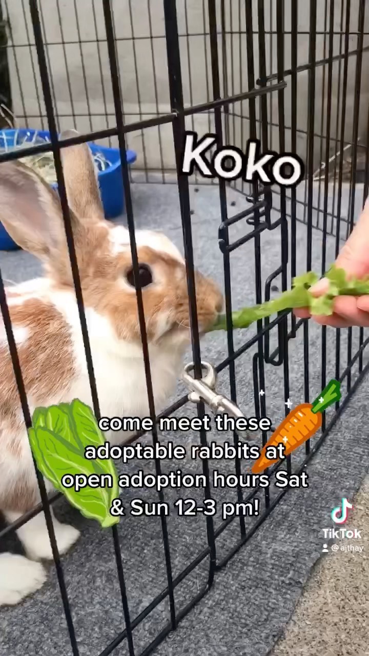 Ready to adopt a bunny? Come on by during open adoption hours, Saturdays and Sundays 12-3pm!

Susie, Koko, Joe, Velma, and Cthulhu are just a few of our adorable bunnies currently available for adoption.

Our adoptable bunnies are spayed/neutered, microchipped, and vaccinated (RHDV). 

<a target='_blank' href='https://www.instagram.com/explore/tags/adoptashelterpet/'>#adoptashelterpet</a> <a target='_blank' href='https://www.instagram.com/explore/tags/adoptarabbit/'>#adoptarabbit</a> <a target='_blank' href='https://www.instagram.com/explore/tags/rabbitadoption/'>#rabbitadoption</a> <a target='_blank' href='https://www.instagram.com/explore/tags/rabbitofinstagram/'>#rabbitofinstagram</a> <a target='_blank' href='https://www.instagram.com/explore/tags/rabbitoftheday/'>#rabbitoftheday</a> <a target='_blank' href='https://www.instagram.com/explore/tags/rabbitstagram/'>#rabbitstagram</a> <a target='_blank' href='https://www.instagram.com/explore/tags/rabbitoftheday/'>#rabbitoftheday</a> <a target='_blank' href='https://www.instagram.com/explore/tags/rabbitlover/'>#rabbitlover</a> <a target='_blank' href='https://www.instagram.com/explore/tags/rabbitsoftheworld/'>#rabbitsoftheworld</a> <a target='_blank' href='https://www.instagram.com/explore/tags/houserabbit/'>#houserabbit</a> <a target='_blank' href='https://www.instagram.com/explore/tags/houserabbits/'>#houserabbits</a> <a target='_blank' href='https://www.instagram.com/explore/tags/rabbitlife/'>#rabbitlife</a> <a target='_blank' href='https://www.instagram.com/explore/tags/adoptdontshop/'>#adoptdontshop</a> <a target='_blank' href='https://www.instagram.com/explore/tags/adoptdontbuy/'>#adoptdontbuy</a> <a target='_blank' href='https://www.instagram.com/explore/tags/chooseadoption/'>#chooseadoption</a> <a target='_blank' href='https://www.instagram.com/explore/tags/oaklandcalifornia/'>#oaklandcalifornia</a> <a target='_blank' href='https://www.instagram.com/explore/tags/oaklandca/'>#oaklandca</a> <a target='_blank' href='https://www.instagram.com/explore/tags/sfbayarea/'>#sfbayarea</a> <a target='_blank' href='https://www.instagram.com/explore/tags/eastbay/'>#eastbay</a> <a target='_blank' href='https://www.instagram.com/explore/tags/oaklandanimalservices/'>#oaklandanimalservices</a>