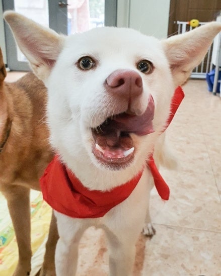IN SEARCH OF FOREVER HOME 🏘️💕 

Sweet little Heeyoung is a 8 month old Jindo mix weighing 12kg/25lb who was rescued from a man who raised dogs to sell to the meat trade. It became a common occurrence for the owner to get drunk and beat the dog's, and neighbors often complained of hearing the wails and cries of the dog when he did. 

One day, a neighbor found Heeyoung with an obvious broken leg and reported it to our rescue volunteers, who negotiated with the owner to allow them to bring Heeyoung to the vet for treatment.

Luckily, Heeyoung was young and managed to make a full recovery. Although her owner demanded her back, our rescuers stood firm and told him he would be reported for animal abuse. As a result, he agreed to surrender Heeyoung.

Despite a horrible ordeal, Heeyoung is forgiving and still trusting of humans. She is currently staying at our partner boarding house where she is a popular girl and wins everyone over with her sweet, gentle, and obidient nature. 

To apply or learn more: 
https://www.freekoreandogs.org/adopt/heeyoung/ 
.
.
.
.
.
.
.
.
.
.
.
.
<a target='_blank' href='https://www.instagram.com/explore/tags/freekoreandogs/'>#freekoreandogs</a> <a target='_blank' href='https://www.instagram.com/explore/tags/adoptdontshop/'>#adoptdontshop</a> <a target='_blank' href='https://www.instagram.com/explore/tags/rescuedog/'>#rescuedog</a> <a target='_blank' href='https://www.instagram.com/explore/tags/rescuedogs/'>#rescuedogs</a> <a target='_blank' href='https://www.instagram.com/explore/tags/rescuedismyfavoritebreed/'>#rescuedismyfavoritebreed</a> <a target='_blank' href='https://www.instagram.com/explore/tags/rescuedogsofig/'>#rescuedogsofig</a> <a target='_blank' href='https://www.instagram.com/explore/tags/rescuedogsofinstagram/'>#rescuedogsofinstagram</a> <a target='_blank' href='https://www.instagram.com/explore/tags/adoptionsaveslives/'>#adoptionsaveslives</a> <a target='_blank' href='https://www.instagram.com/explore/tags/adoptme/'>#adoptme</a> <a target='_blank' href='https://www.instagram.com/explore/tags/adoptable/'>#adoptable</a> <a target='_blank' href='https://www.instagram.com/explore/tags/adoptables/'>#adoptables</a> <a target='_blank' href='https://www.instagram.com/explore/tags/dogadoption/'>#dogadoption</a> <a target='_blank' href='https://www.instagram.com/explore/tags/takemehome/'>#takemehome</a> <a target='_blank' href='https://www.instagram.com/explore/tags/dogrescue/'>#dogrescue</a>  <a target='_blank' href='https://www.instagram.com/explore/tags/fureverhome/'>#fureverhome</a> <a target='_blank' href='https://www.instagram.com/explore/tags/fureverfamily/'>#fureverfamily</a> <a target='_blank' href='https://www.instagram.com/explore/tags/lookingforahome/'>#lookingforahome</a> <a target='_blank' href='https://www.instagram.com/explore/tags/fureverhomeneeded/'>#fureverhomeneeded</a> <a target='_blank' href='https://www.instagram.com/explore/tags/dogadoption/'>#dogadoption</a> <a target='_blank' href='https://www.instagram.com/explore/tags/adoptionsaveslives/'>#adoptionsaveslives</a> <a target='_blank' href='https://www.instagram.com/explore/tags/koreanrescuedog/'>#koreanrescuedog</a> <a target='_blank' href='https://www.instagram.com/explore/tags/lookingforforeverhome/'>#lookingforforeverhome</a> <a target='_blank' href='https://www.instagram.com/explore/tags/jindo/'>#jindo</a> <a target='_blank' href='https://www.instagram.com/explore/tags/jindomix/'>#jindomix</a> <a target='_blank' href='https://www.instagram.com/explore/tags/koreanjindo/'>#koreanjindo</a> <a target='_blank' href='https://www.instagram.com/explore/tags/dogmeatsurvivor/'>#dogmeatsurvivor</a> <a target='_blank' href='https://www.instagram.com/explore/tags/dogmeattrade/'>#dogmeattrade</a> <a target='_blank' href='https://www.instagram.com/explore/tags/dogmeattradesurvivor/'>#dogmeattradesurvivor</a> <a target='_blank' href='https://www.instagram.com/explore/tags/EndTheDogMeatTrade/'>#EndTheDogMeatTrade</a> <a target='_blank' href='https://www.instagram.com/explore/tags/vancitydogs/'>#vancitydogs</a> <a target='_blank' href='https://www.instagram.com/explore/tags/torontodogs/'>#torontodogs</a> <a target='_blank' href='https://www.instagram.com/explore/tags/seattledogs/'>#seattledogs</a>