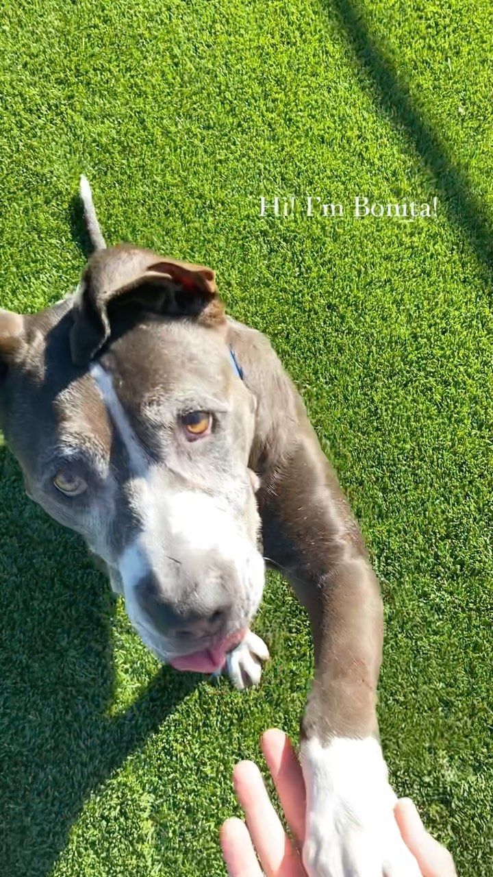 JOIN US TODAY 11/13/21! Stop by and meet the shelter dogs looking for their forever homes!

From 12pm to 3pm at our People & Pet Innovation Center in Mission Hills, CA!

Shoot us an email (tab in profile) and we’ll text you details!

This is BONITA! She is 11yrs young, happy and ready to live her life to the fullest with a new family! Could that be you? 

November is Adopt-A-Senior pet month! We promise it will be the best decision ever. ☺️

<a target='_blank' href='https://www.instagram.com/explore/tags/losangelesadoptabledogs/'>#losangelesadoptabledogs</a> <a target='_blank' href='https://www.instagram.com/explore/tags/ladogrescue/'>#ladogrescue</a> <a target='_blank' href='https://www.instagram.com/explore/tags/shelterdogs/'>#shelterdogs</a> <a target='_blank' href='https://www.instagram.com/explore/tags/shelterdogsofinstagram/'>#shelterdogsofinstagram</a> <a target='_blank' href='https://www.instagram.com/explore/tags/pawsup/'>#pawsup</a> <a target='_blank' href='https://www.instagram.com/explore/tags/ppic/'>#ppic</a> @laanimalservices