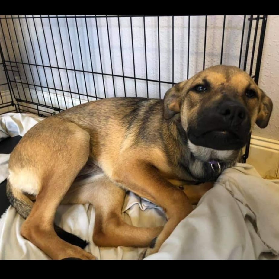 PUPPY ❤️

Hi! My name is Apricot, I'm a 4 month old, 30 lb. spayed female lab mix that moved to WI from Oklahoma on November 14 and am looking for my forever family.  I am shy at first, but a big cuddler once I get to know you.  I am also cautious when I enter new rooms and areas I am not familiar with, but very chill once I have my surroundings down.  I am a very mellow puppy.  I lay in my crate in my mom's at home office most of the day while she works so I can be close by.  I do love a good game of chase with my 8 and 9 year old human sisters, and boy do I love to roll in the leaves.  Some of my other favorite things are a good chew toy and to lay on my back for a belly rub.  I have not had an accident in the house and am pretty good on a leash for it being so new. I take a little encouragement to get into my crate at night as I'd rather sleep on the couch, but once I'm there I sleep through the night.  I'm excited to meet my furever family, could it be you?

<a target='_blank' href='https://www.instagram.com/explore/tags/adoptdontshop/'>#adoptdontshop</a>
<a target='_blank' href='https://www.instagram.com/explore/tags/luckymuttswi/'>#luckymuttswi</a>
<a target='_blank' href='https://www.instagram.com/explore/tags/rescuedogsmke/'>#rescuedogsmke</a>
<a target='_blank' href='https://www.instagram.com/explore/tags/doglovers/'>#doglovers</a>
<a target='_blank' href='https://www.instagram.com/explore/tags/rescuedogsofinstagram/'>#rescuedogsofinstagram</a>
<a target='_blank' href='https://www.instagram.com/explore/tags/sweetpup/'>#sweetpup</a>
<a target='_blank' href='https://www.instagram.com/explore/tags/mke/'>#mke</a>
<a target='_blank' href='https://www.instagram.com/explore/tags/mkepup/'>#mkepup</a>
<a target='_blank' href='https://www.instagram.com/explore/tags/wisconsinrescue/'>#wisconsinrescue</a>
<a target='_blank' href='https://www.instagram.com/explore/tags/lovedogs/'>#lovedogs</a>
<a target='_blank' href='https://www.instagram.com/explore/tags/rescue/'>#rescue</a>
<a target='_blank' href='https://www.instagram.com/explore/tags/foster/'>#foster</a>
<a target='_blank' href='https://www.instagram.com/explore/tags/adopt/'>#adopt</a>
<a target='_blank' href='https://www.instagram.com/explore/tags/dogsofinstagram/'>#dogsofinstagram</a>
<a target='_blank' href='https://www.instagram.com/explore/tags/dogrescue/'>#dogrescue</a>
<a target='_blank' href='https://www.instagram.com/explore/tags/puppies/'>#puppies</a>
<a target='_blank' href='https://www.instagram.com/explore/tags/puppiesofinstagram/'>#puppiesofinstagram</a>
<a target='_blank' href='https://www.instagram.com/explore/tags/apricot/'>#apricot</a>