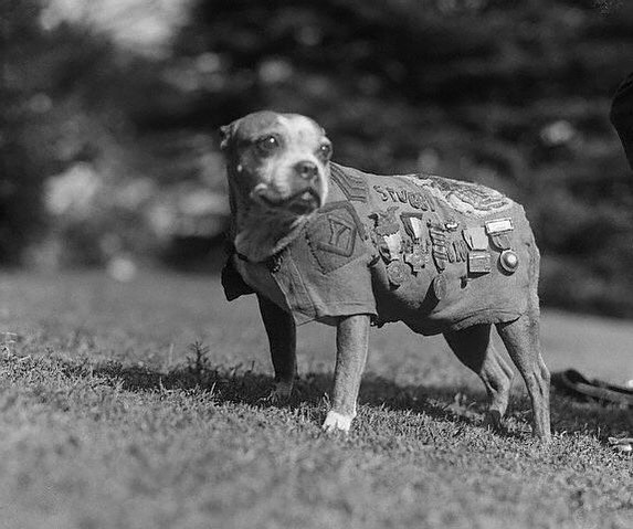 This Veterans Day, we want to thank all veterans who fought for our freedom, both human and animals. 

Dogs have played an important role on the battlefield, and in the U.S. it all started with Sgt. Stubby. While many of you may not know his story, Stubby was once the most famous animal in America. Stubby helped the U.S. fight for victory in World War l and was the first dog ever given rank in the U.S. Army. Hailed for his “heroism of the highest caliber” and his “bravery under fire.”

This tiny but mighty soldier helped comfort wounded soldiers on the battlefield, sniffed out poison gas, barked warnings to soldiers in the trenches and he even captured a German soldier! 

After his service, Stubby, a bull terrier mutt, went on to meet 3 sitting U.S. Presidents, traveled the country and his coat is now displayed in the National Museum of American History. 

Sgt. Stubby did more than just save lives on the battlefield, he inspired millions of Americans and people across the world. 

.
.

<a target='_blank' href='https://www.instagram.com/explore/tags/sgtstubby/'>#sgtstubby</a> <a target='_blank' href='https://www.instagram.com/explore/tags/sergeantstubby/'>#sergeantstubby</a> <a target='_blank' href='https://www.instagram.com/explore/tags/veteransday/'>#veteransday</a> <a target='_blank' href='https://www.instagram.com/explore/tags/veteransday2021/'>#veteransday2021</a> 
<a target='_blank' href='https://www.instagram.com/explore/tags/veteransday/'>#veteransday</a>🇺🇸 <a target='_blank' href='https://www.instagram.com/explore/tags/worldwar1/'>#worldwar1</a> <a target='_blank' href='https://www.instagram.com/explore/tags/militarydog/'>#militarydog</a> <a target='_blank' href='https://www.instagram.com/explore/tags/militarydogs/'>#militarydogs</a>