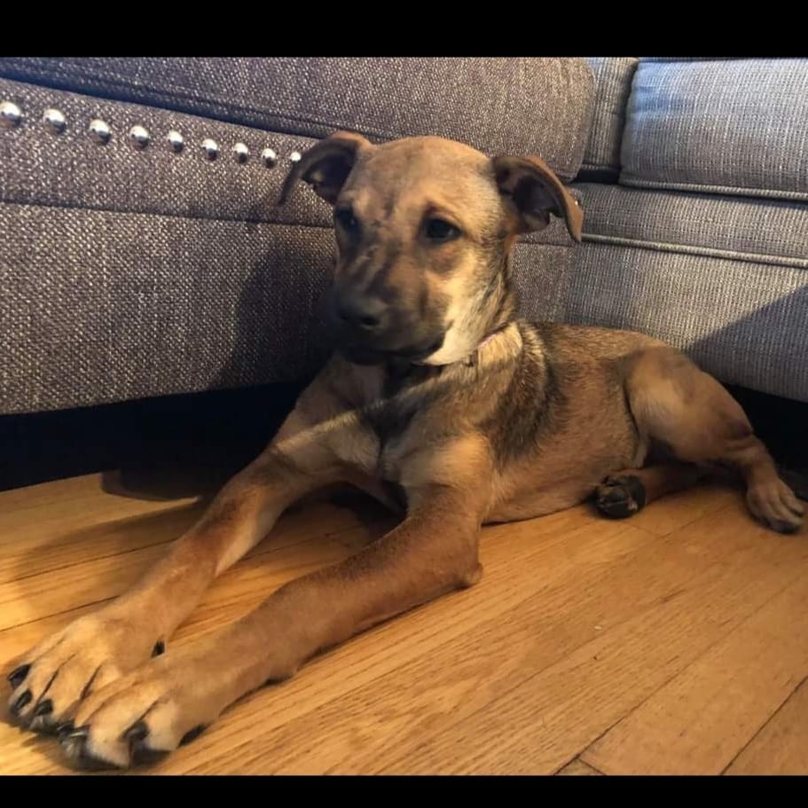 PUPPY ❤️

Hi! My name is Apricot, I'm a 4 month old, 30 lb. spayed female lab mix that moved to WI from Oklahoma on November 14 and am looking for my forever family.  I am shy at first, but a big cuddler once I get to know you.  I am also cautious when I enter new rooms and areas I am not familiar with, but very chill once I have my surroundings down.  I am a very mellow puppy.  I lay in my crate in my mom's at home office most of the day while she works so I can be close by.  I do love a good game of chase with my 8 and 9 year old human sisters, and boy do I love to roll in the leaves.  Some of my other favorite things are a good chew toy and to lay on my back for a belly rub.  I have not had an accident in the house and am pretty good on a leash for it being so new. I take a little encouragement to get into my crate at night as I'd rather sleep on the couch, but once I'm there I sleep through the night.  I'm excited to meet my furever family, could it be you?

<a target='_blank' href='https://www.instagram.com/explore/tags/adoptdontshop/'>#adoptdontshop</a>
<a target='_blank' href='https://www.instagram.com/explore/tags/luckymuttswi/'>#luckymuttswi</a>
<a target='_blank' href='https://www.instagram.com/explore/tags/rescuedogsmke/'>#rescuedogsmke</a>
<a target='_blank' href='https://www.instagram.com/explore/tags/doglovers/'>#doglovers</a>
<a target='_blank' href='https://www.instagram.com/explore/tags/rescuedogsofinstagram/'>#rescuedogsofinstagram</a>
<a target='_blank' href='https://www.instagram.com/explore/tags/sweetpup/'>#sweetpup</a>
<a target='_blank' href='https://www.instagram.com/explore/tags/mke/'>#mke</a>
<a target='_blank' href='https://www.instagram.com/explore/tags/mkepup/'>#mkepup</a>
<a target='_blank' href='https://www.instagram.com/explore/tags/wisconsinrescue/'>#wisconsinrescue</a>
<a target='_blank' href='https://www.instagram.com/explore/tags/lovedogs/'>#lovedogs</a>
<a target='_blank' href='https://www.instagram.com/explore/tags/rescue/'>#rescue</a>
<a target='_blank' href='https://www.instagram.com/explore/tags/foster/'>#foster</a>
<a target='_blank' href='https://www.instagram.com/explore/tags/adopt/'>#adopt</a>
<a target='_blank' href='https://www.instagram.com/explore/tags/dogsofinstagram/'>#dogsofinstagram</a>
<a target='_blank' href='https://www.instagram.com/explore/tags/dogrescue/'>#dogrescue</a>
<a target='_blank' href='https://www.instagram.com/explore/tags/puppies/'>#puppies</a>
<a target='_blank' href='https://www.instagram.com/explore/tags/puppiesofinstagram/'>#puppiesofinstagram</a>
<a target='_blank' href='https://www.instagram.com/explore/tags/apricot/'>#apricot</a>