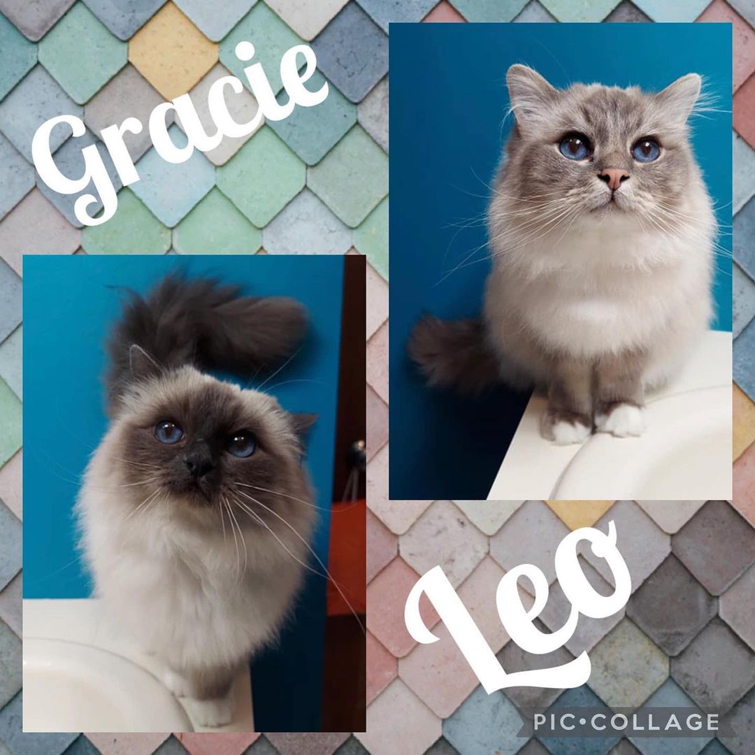 🎊ADOPTED🎊

Gracie is a CHOCOLATE POINT MITTED BIRMAN. She is 6 years old, spayed, up to date on vaccinations, microchipped, and has all her claws.

Leo is a LYNX POINT MITTED BIRMAN. He is 6 years old, neutered, up to date on vaccinations, microchipped, and has all his claws.

Gracie and Leo have had a rough year. The person who raised them had health troubles and could no longer watch after these siblings. They were taken in by a very kind family friend who then contacted SPCR. We would like to see these two go to their new home together.

Leo is a big, sweet boy. With a proper introduction he gets along with cats, dogs, and even kids. He is immediately friendly. Leo loves pouncing on bugs and playing with string toys. He may not be a young kitten anymore, but this floof sure moves like one when playing! At night he snuggles up close and will even share a pillow.

Gracie is more reserved than her brother, but she’s just as sweet. She takes a little longer than Leo to adjust and is more prone to stress. Once she is comfortable she loves snuggles and snoozing on her foster mom’s lap. Gracie is very playful too. Her foster mom thinks she would really enjoy puzzle toys or learning simple tricks.

These siblings both have long, thick fur. Leo does a great job of maintaining his own coat, and also gets a lot of help from Gracie. Gracie spends less time on her own coat, but she also loves being brushed. She’d be happy spending all day on your lap being brushed!

With a proper introduction Leo gets along great with cats, dogs, and kids. Gracie gets a long with respectful dogs and kids, but she does not get along with all cats. If there are other cats in the house, a very slow introduction will be needed. 

Fostered in Gurnee IL